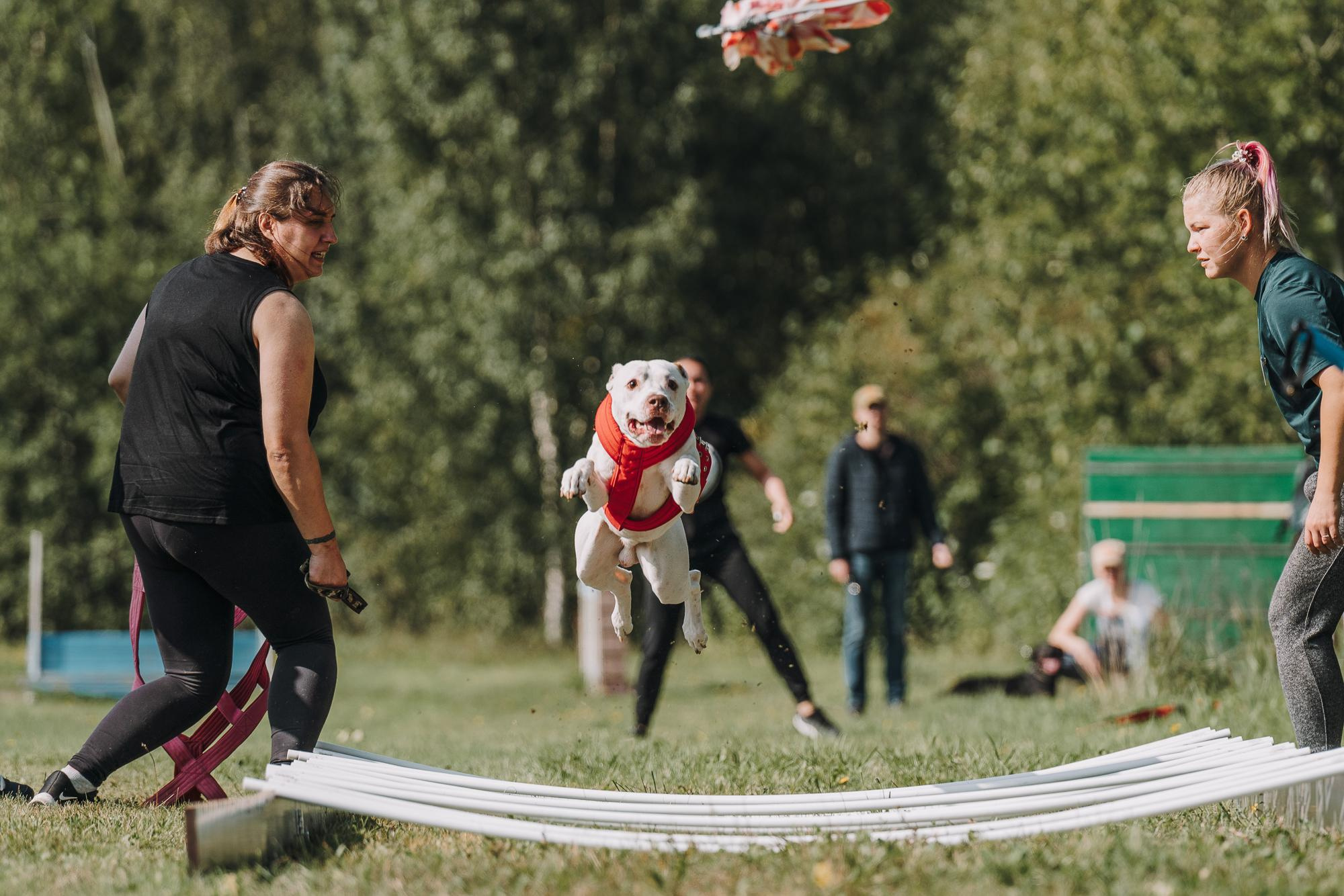 День пита и стаффа. Фотограф анималист Осипчикова Мария
