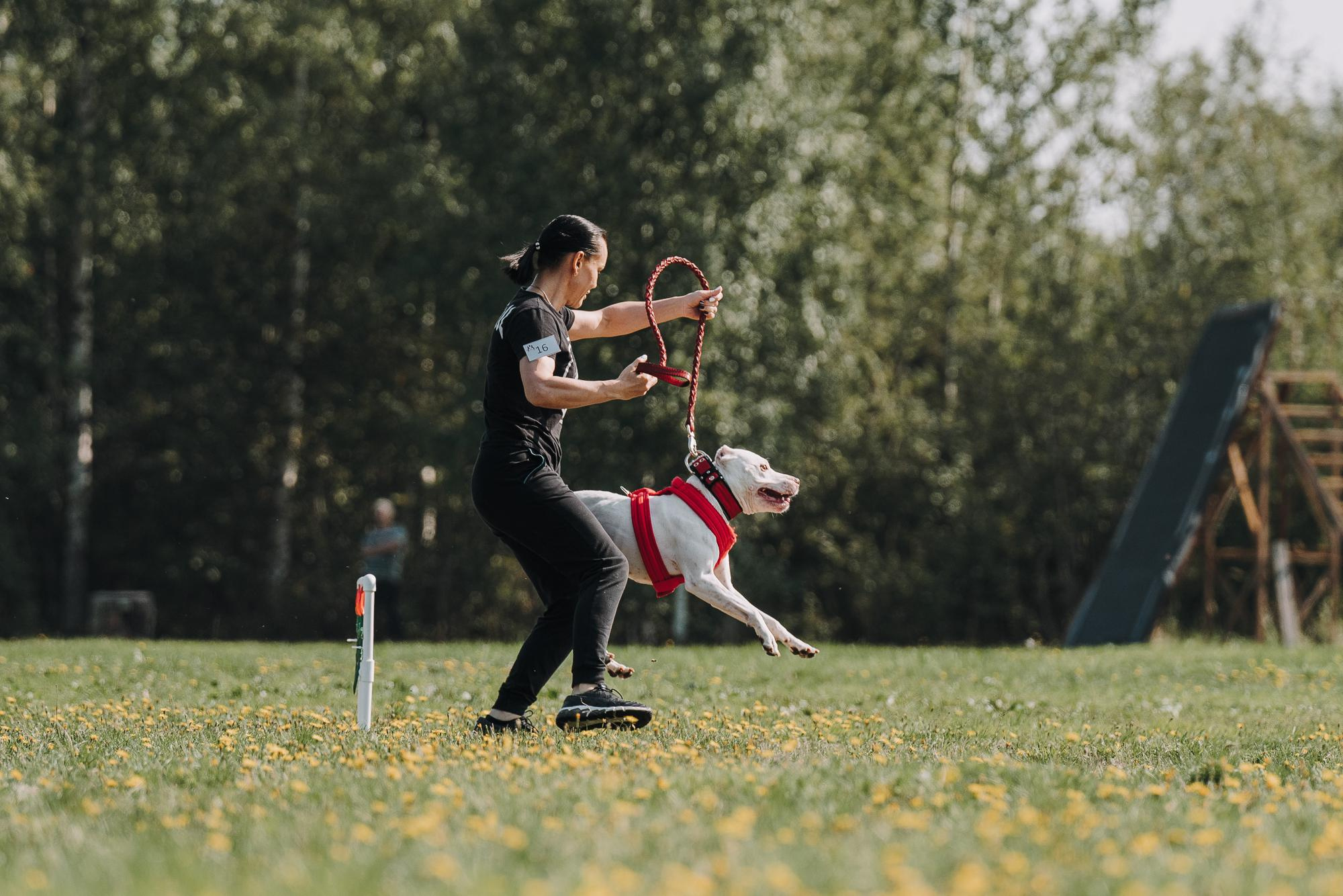 День пита и стаффа. Фотограф анималист Осипчикова Мария