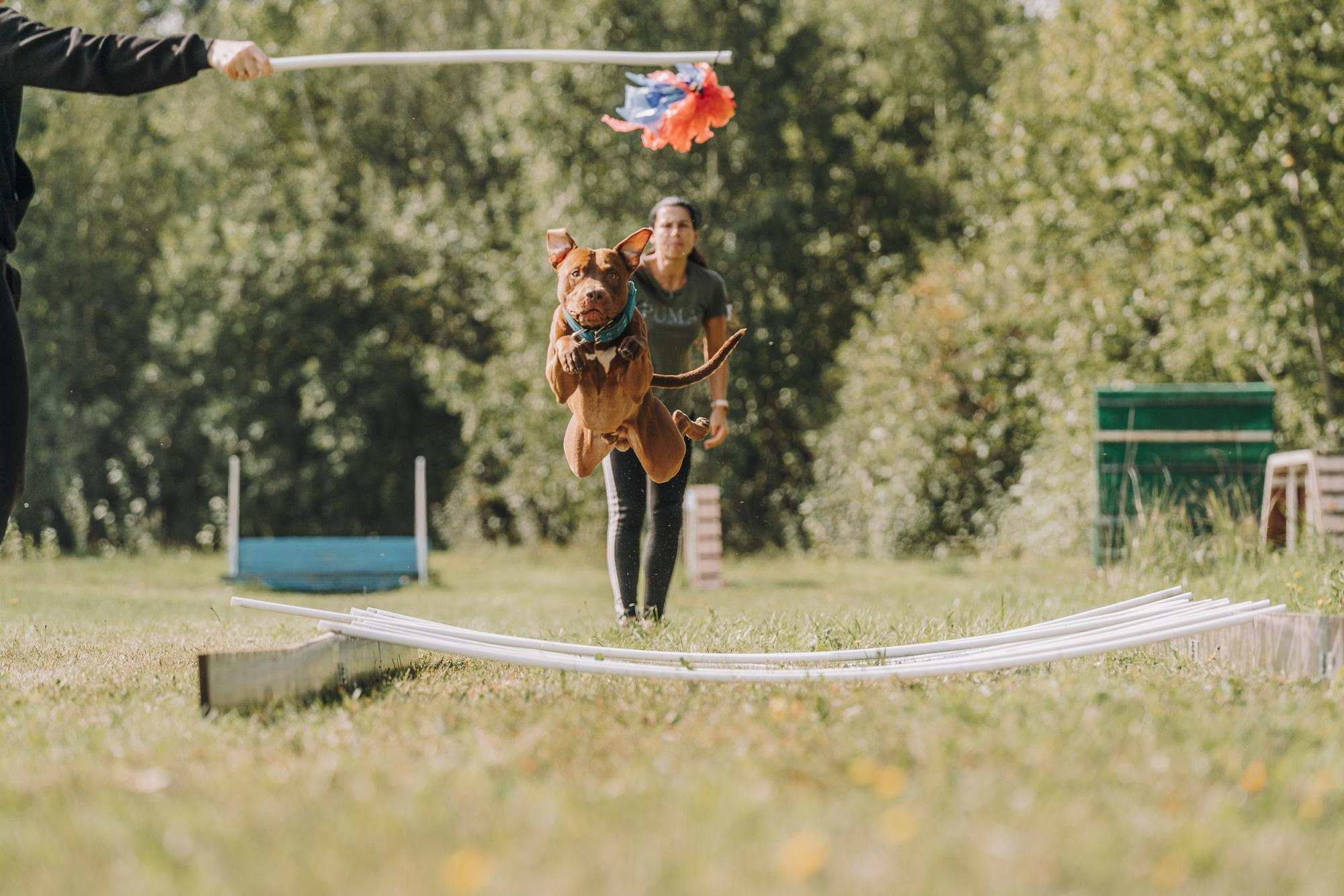 День пита и стаффа. Фотограф анималист Осипчикова Мария