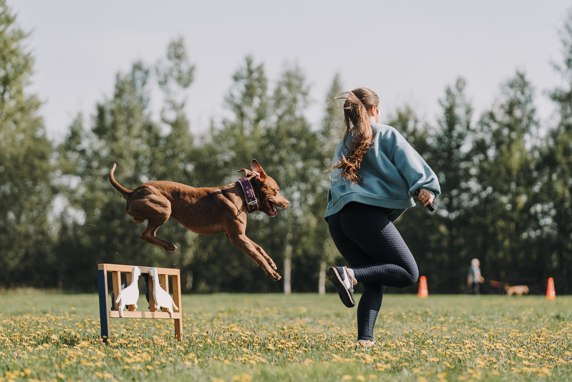 День пита и стаффа. Фотограф анималист Осипчикова Мария