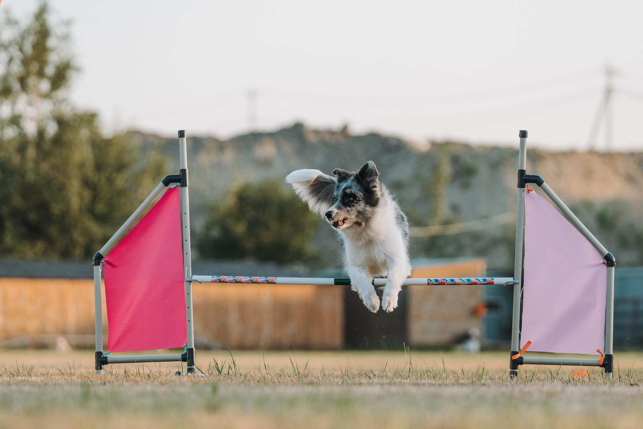 Фрисби игры UpDog. Фотограф анималист Осипчикова Мария