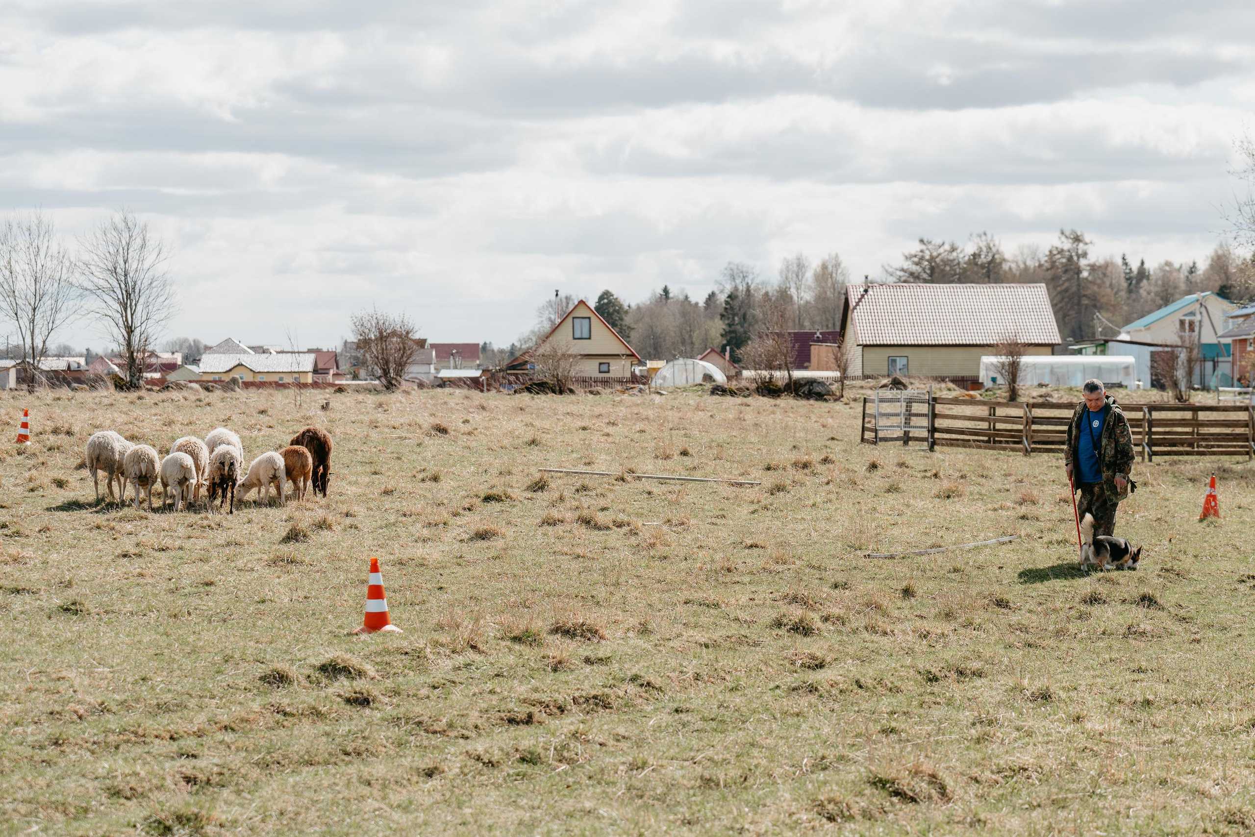 Пастушья служба. Фотограф анималист Осипчикова Мария