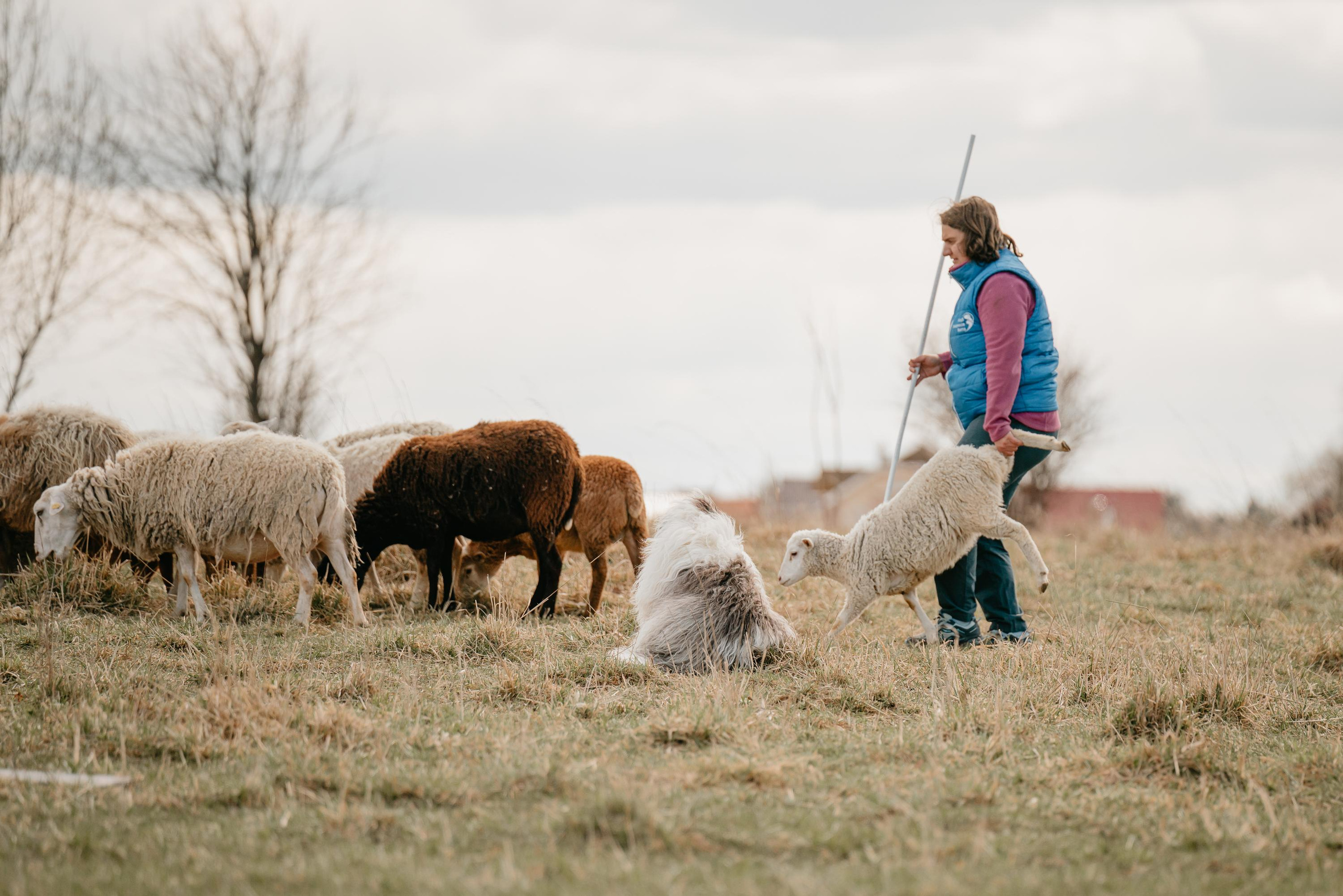 Пастушья служба. Фотограф анималист Осипчикова Мария