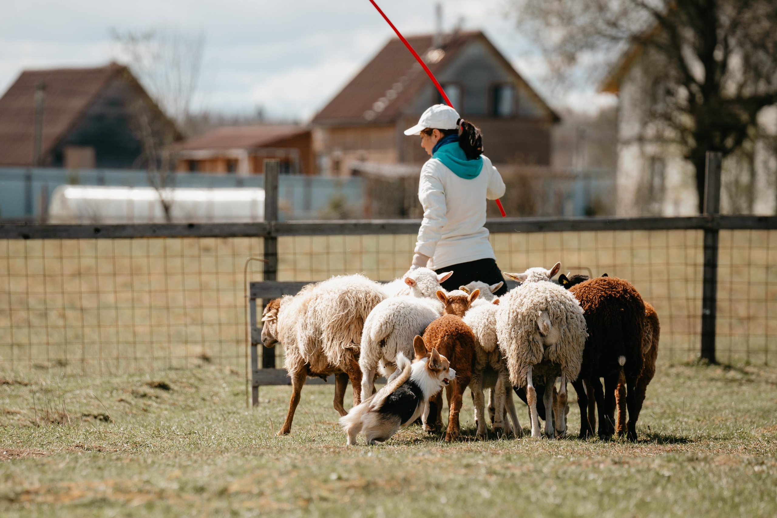 Пастушья служба. Фотограф анималист Осипчикова Мария