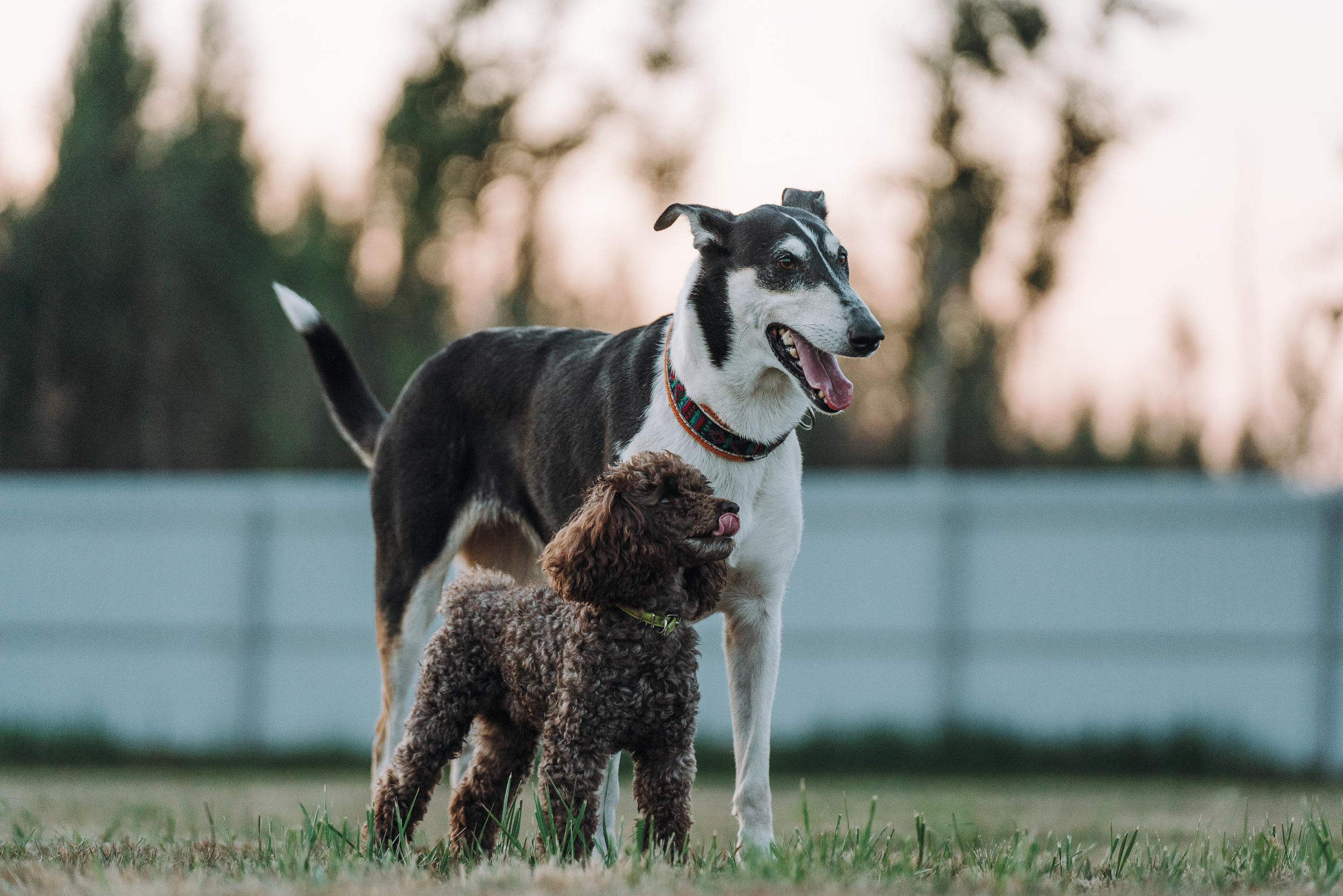 Фрисби игры UpDog. Фотограф анималист Осипчикова Мария