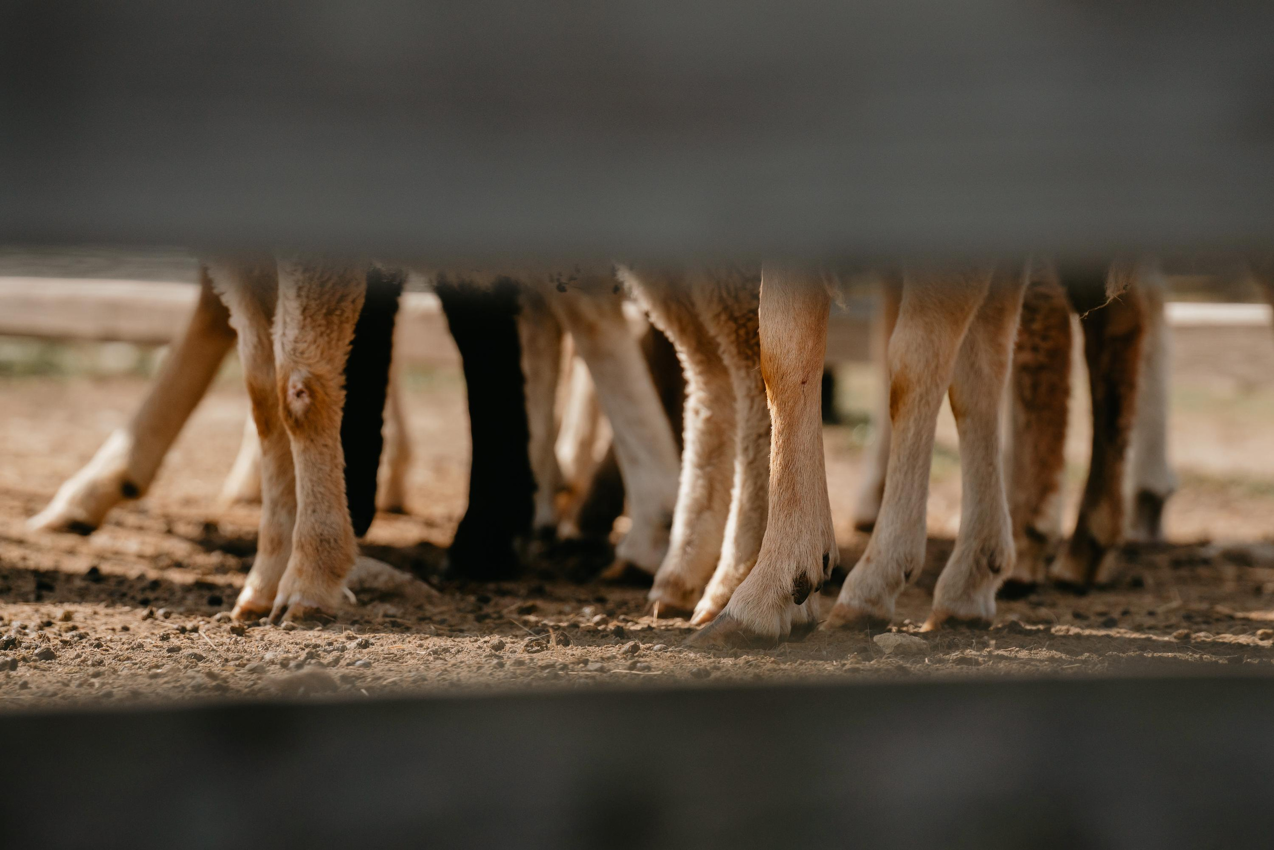 Пастушья служба. Фотограф анималист Осипчикова Мария