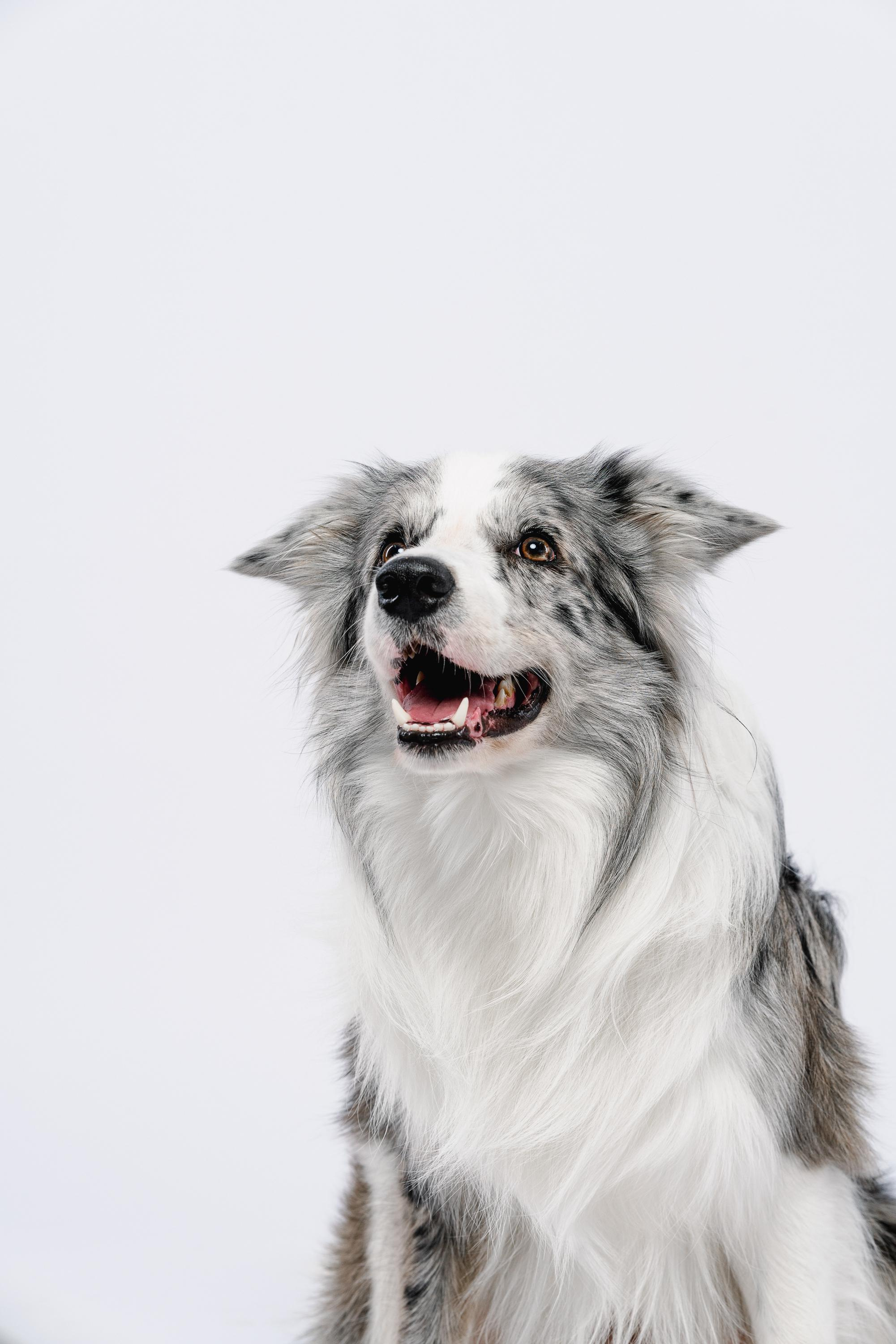 Юля и Ньютон. Фотограф анималист Осипчикова Мария