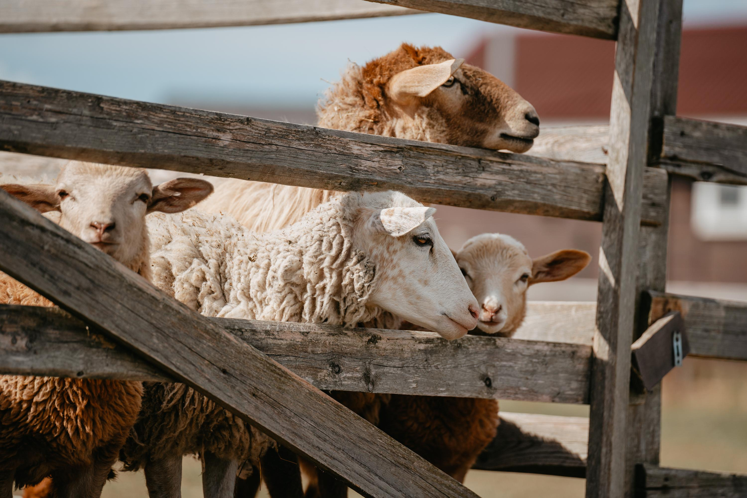 Пастушья служба. Фотограф анималист Осипчикова Мария