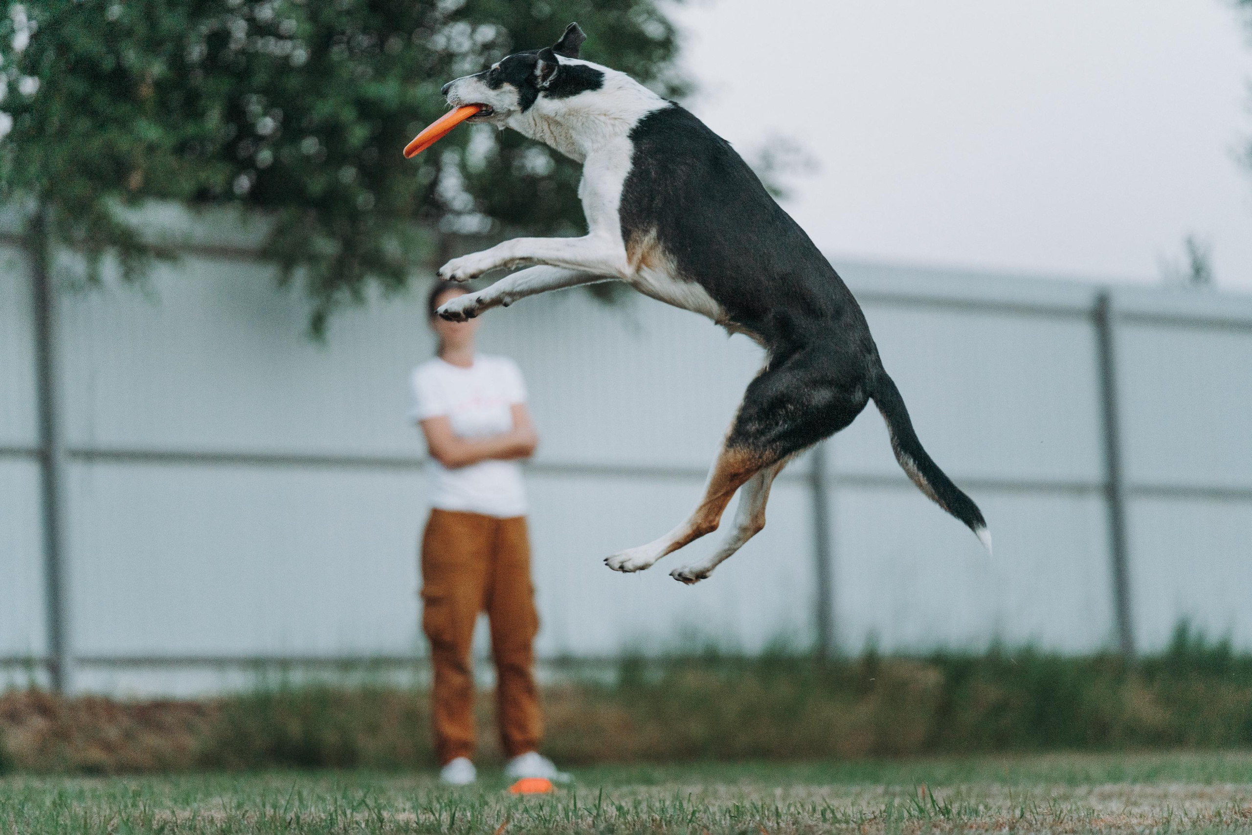 Фрисби игры UpDog. Фотограф анималист Осипчикова Мария