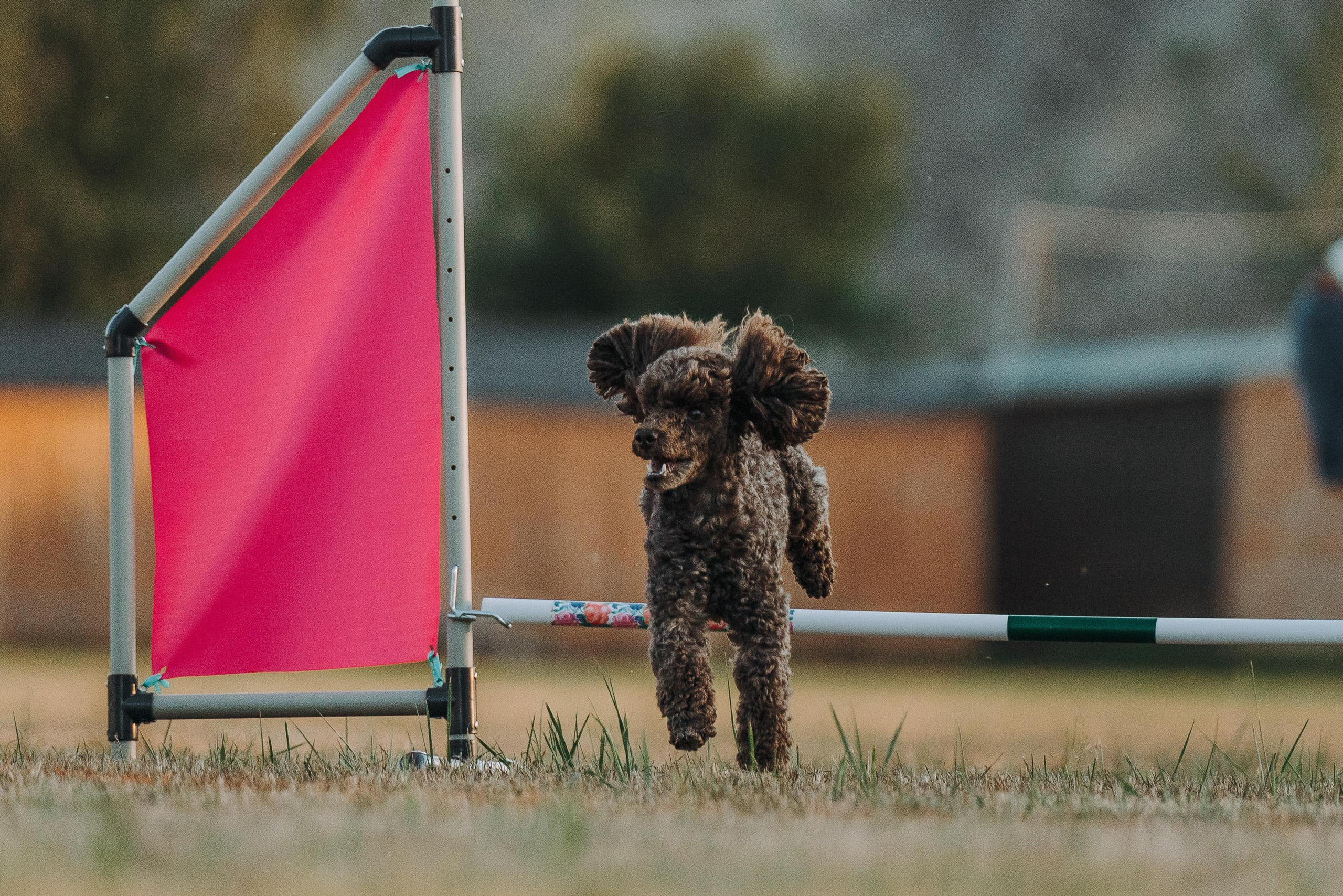 Фрисби игры UpDog. Фотограф анималист Осипчикова Мария