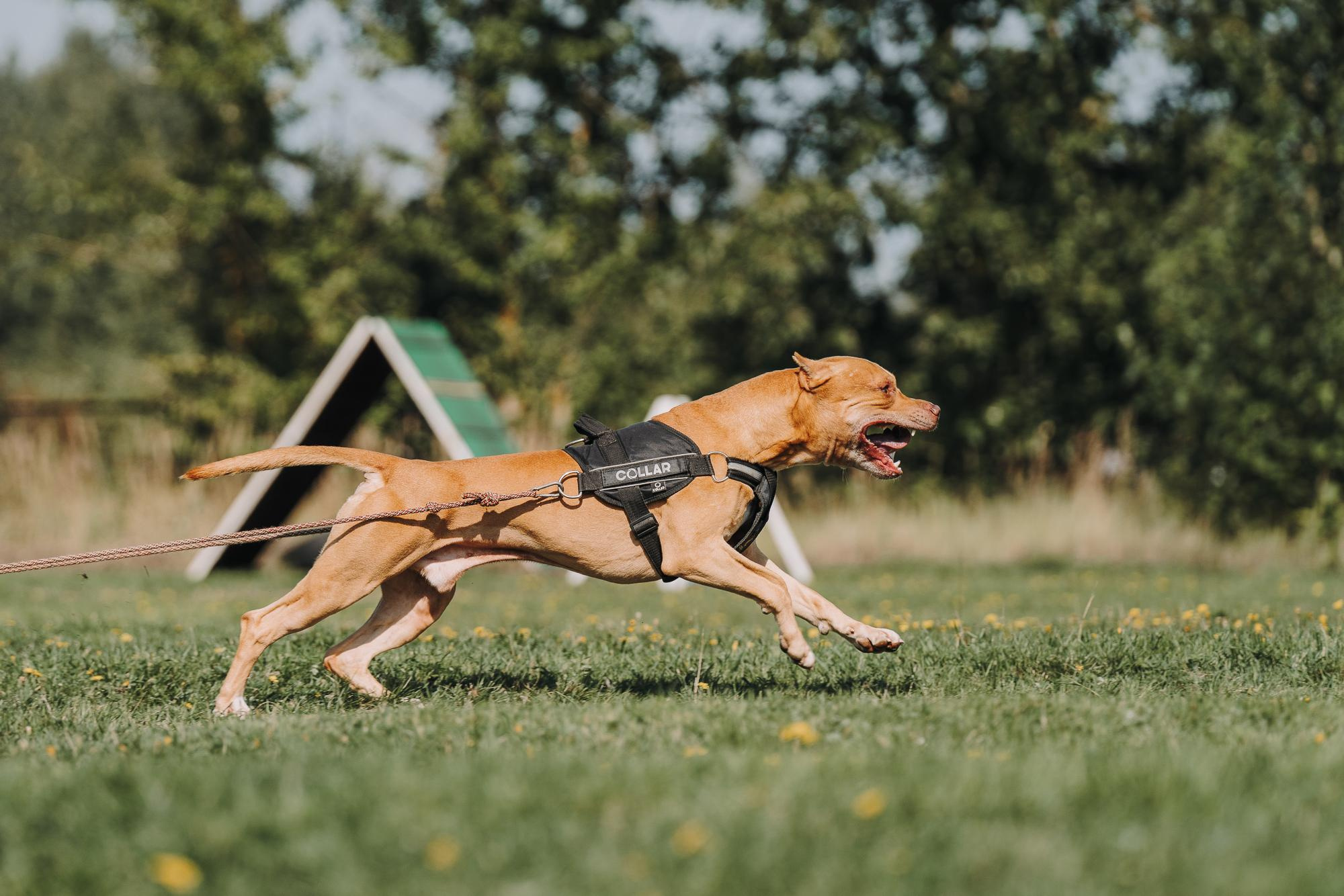 День пита и стаффа. Фотограф анималист Осипчикова Мария
