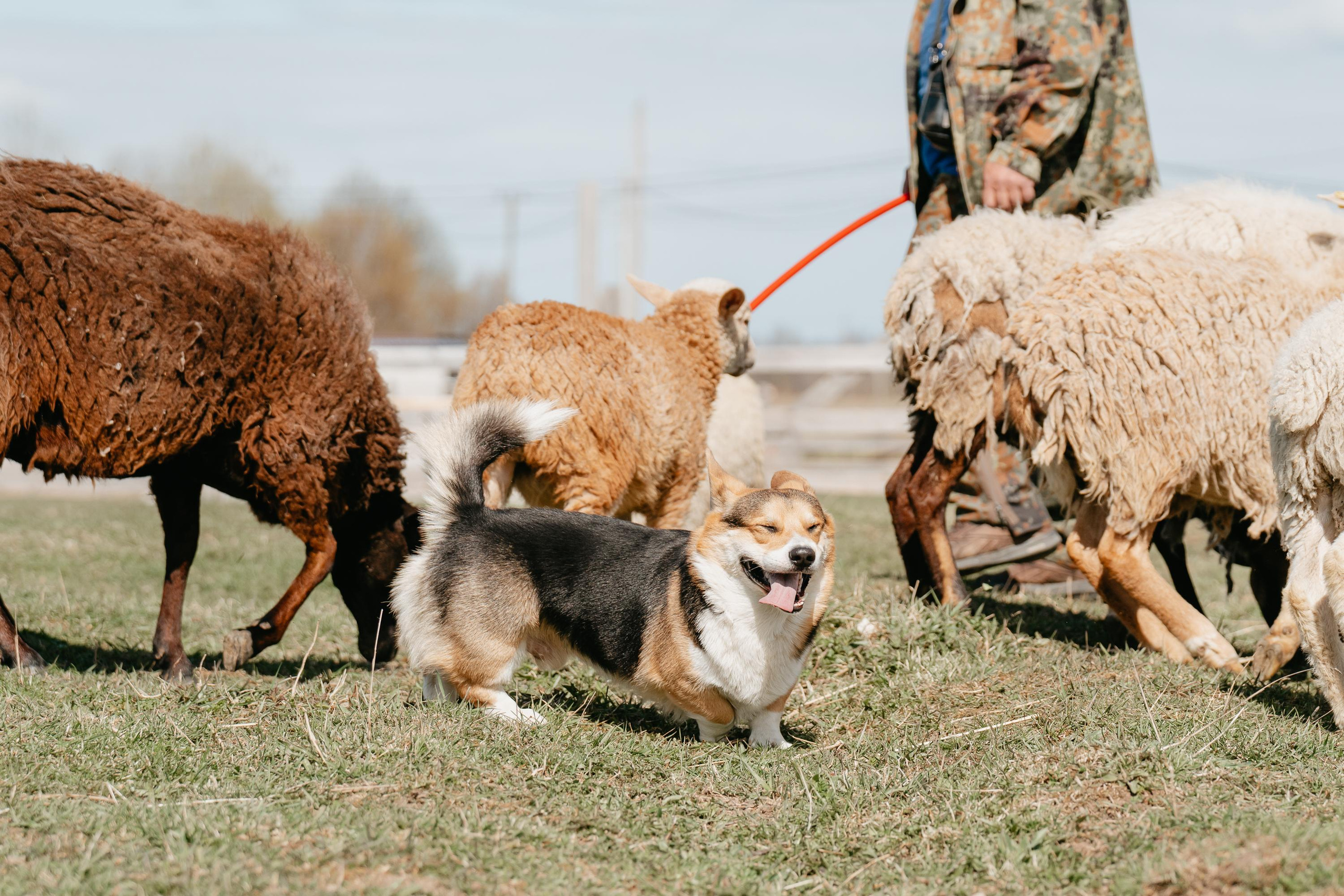 Пастушья служба. Фотограф анималист Осипчикова Мария