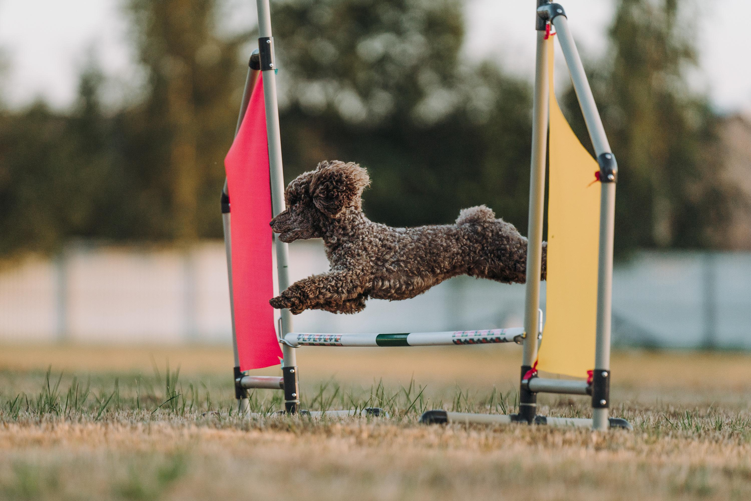 Фрисби игры UpDog. Фотограф анималист Осипчикова Мария