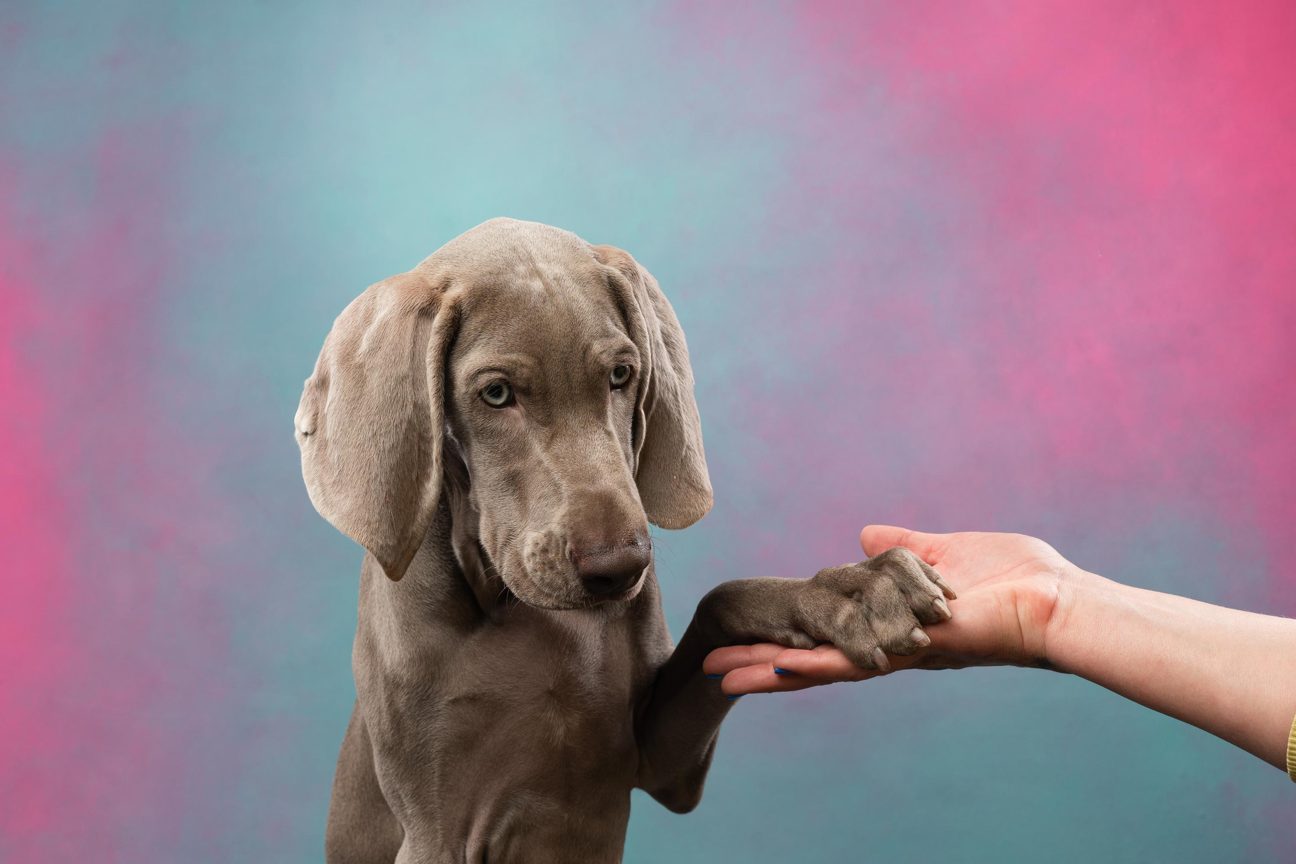 Веймаранер Эспен. Фотограф анималист Осипчикова Мария