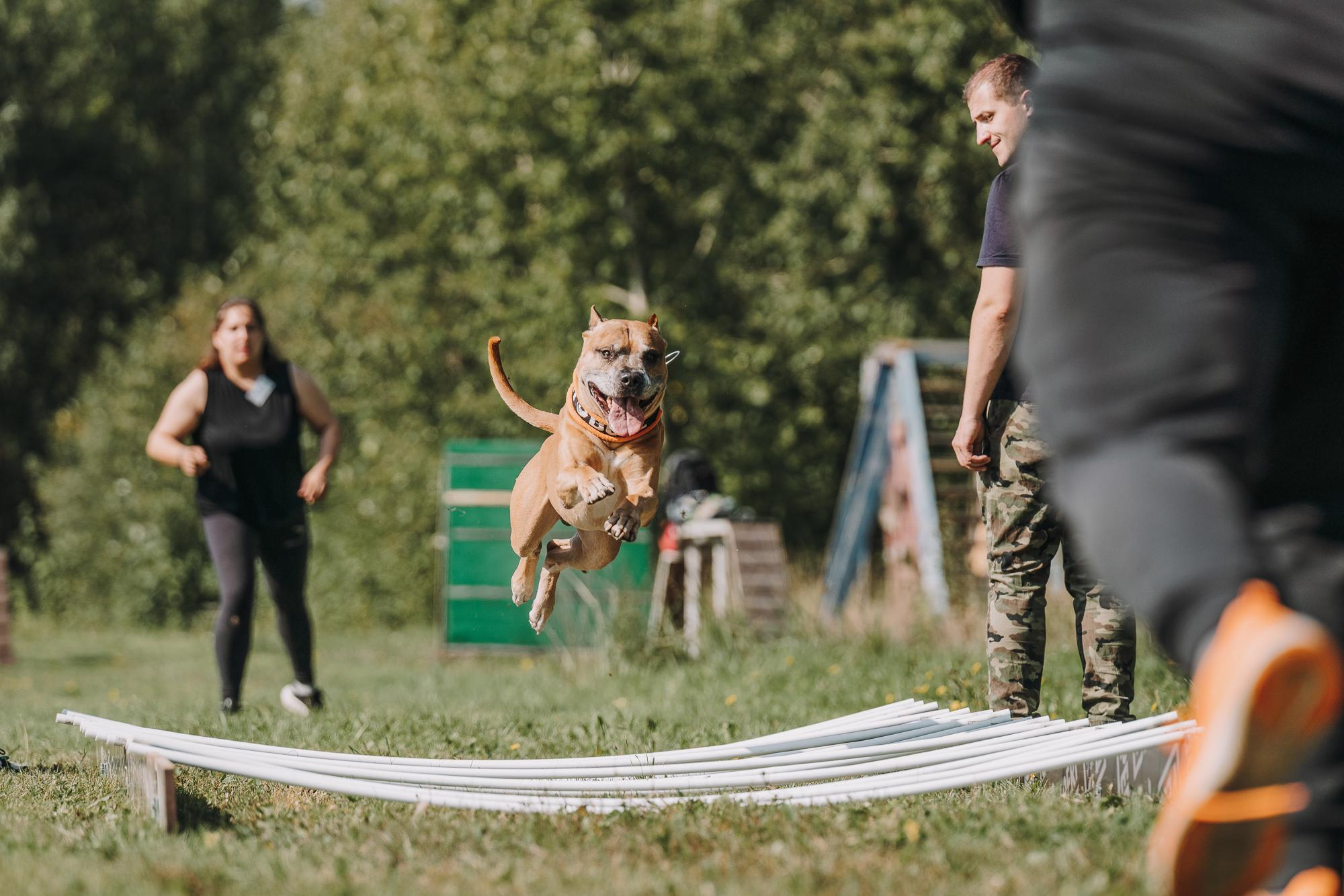 День пита и стаффа. Фотограф анималист Осипчикова Мария