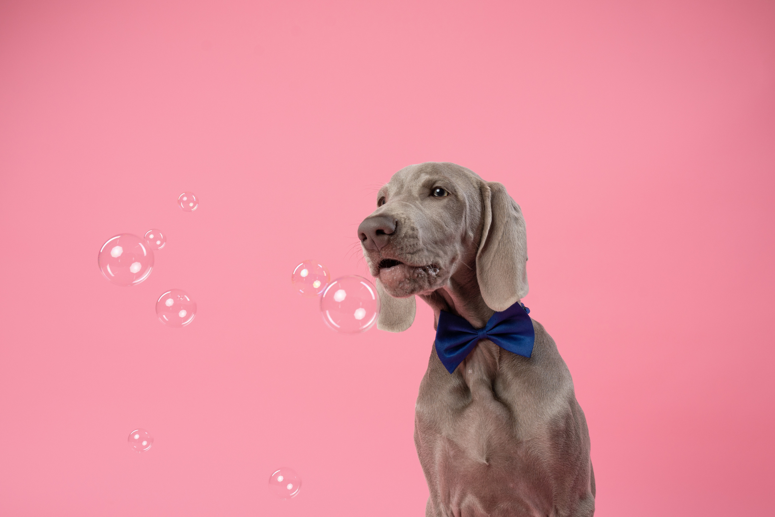 Веймаранер Элай. Фотограф анималист Осипчикова Мария