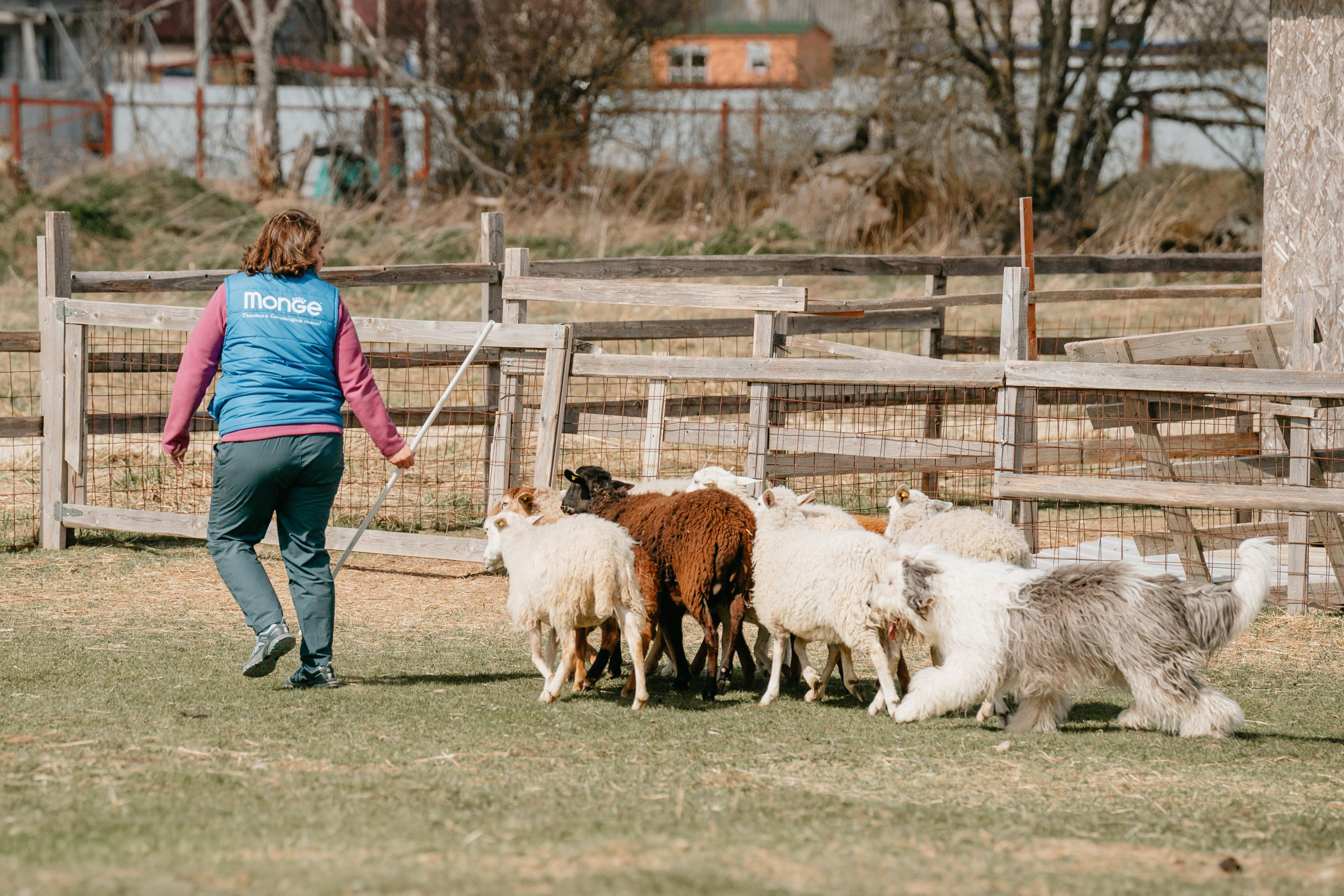 Пастушья служба. Фотограф анималист Осипчикова Мария