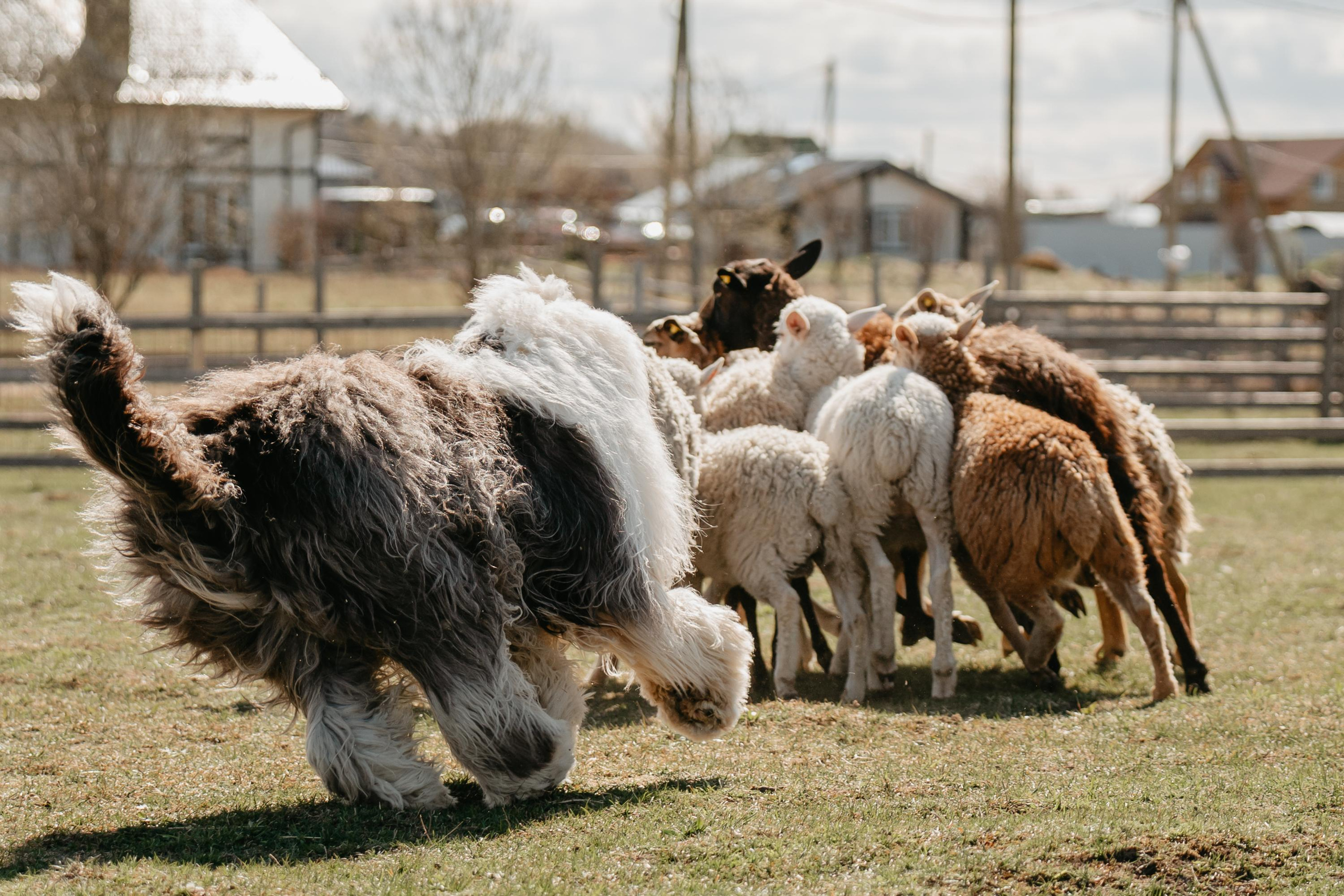 Пастушья служба. Фотограф анималист Осипчикова Мария