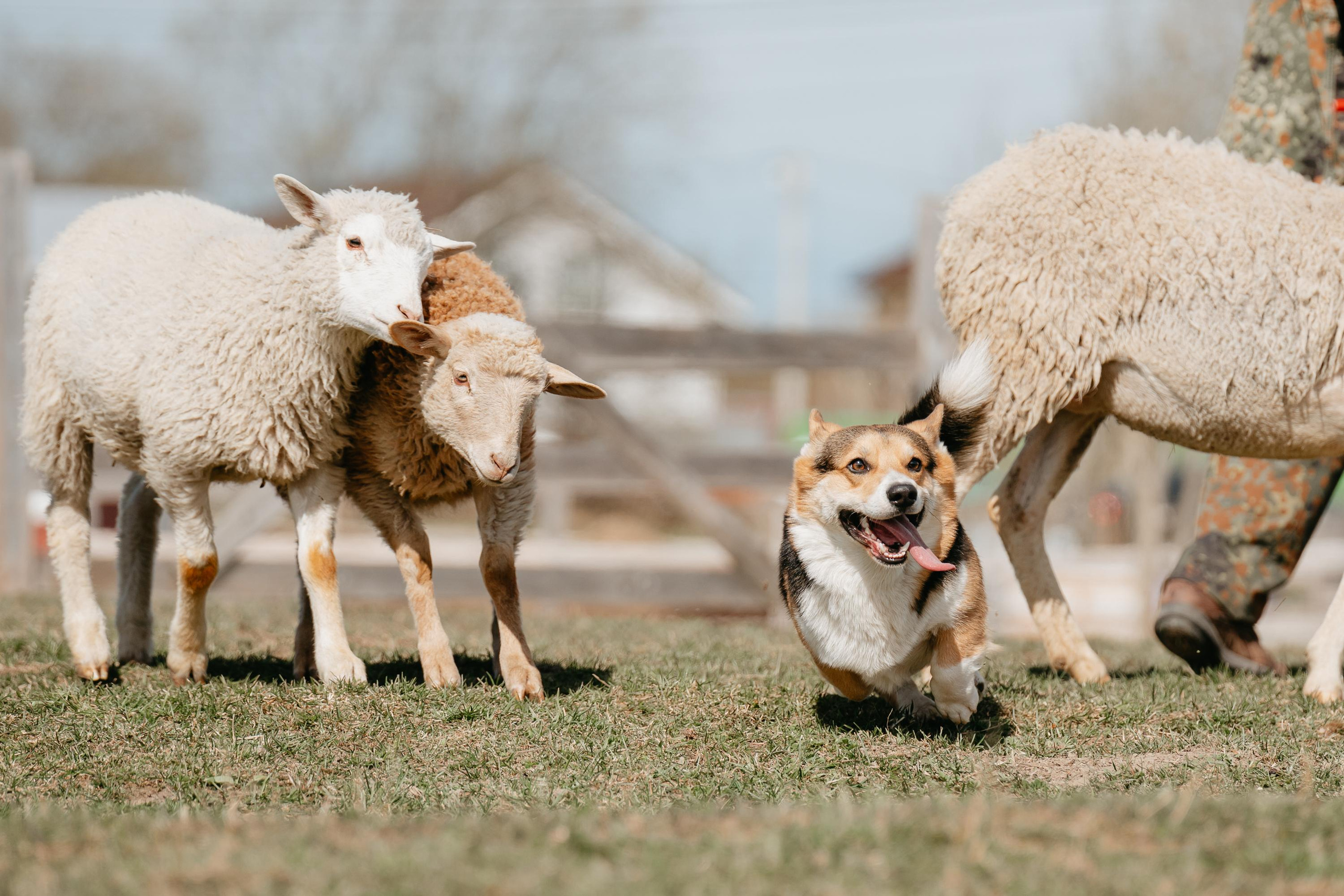 Пастушья служба. Фотограф анималист Осипчикова Мария