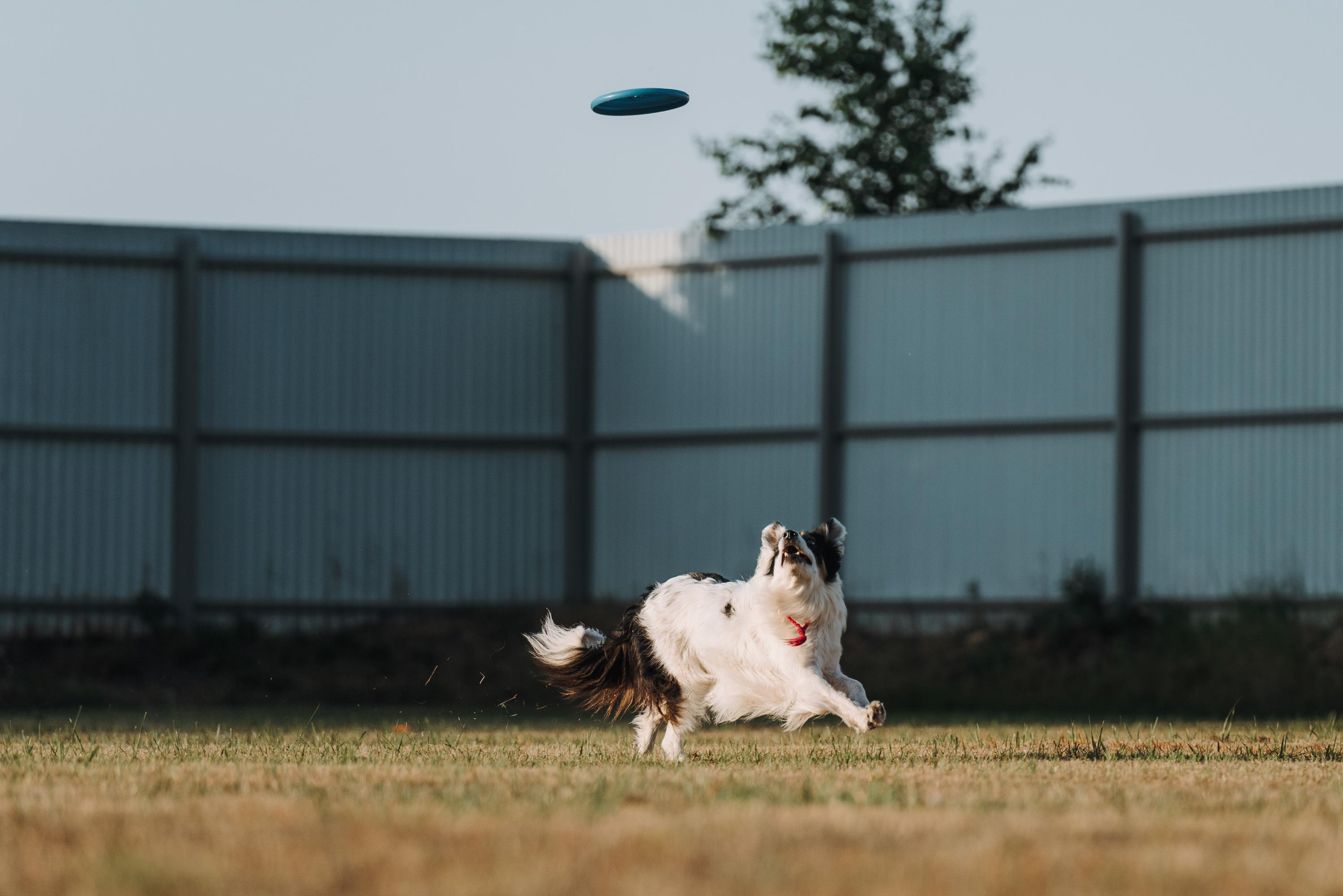 Фрисби игры UpDog. Фотограф анималист Осипчикова Мария