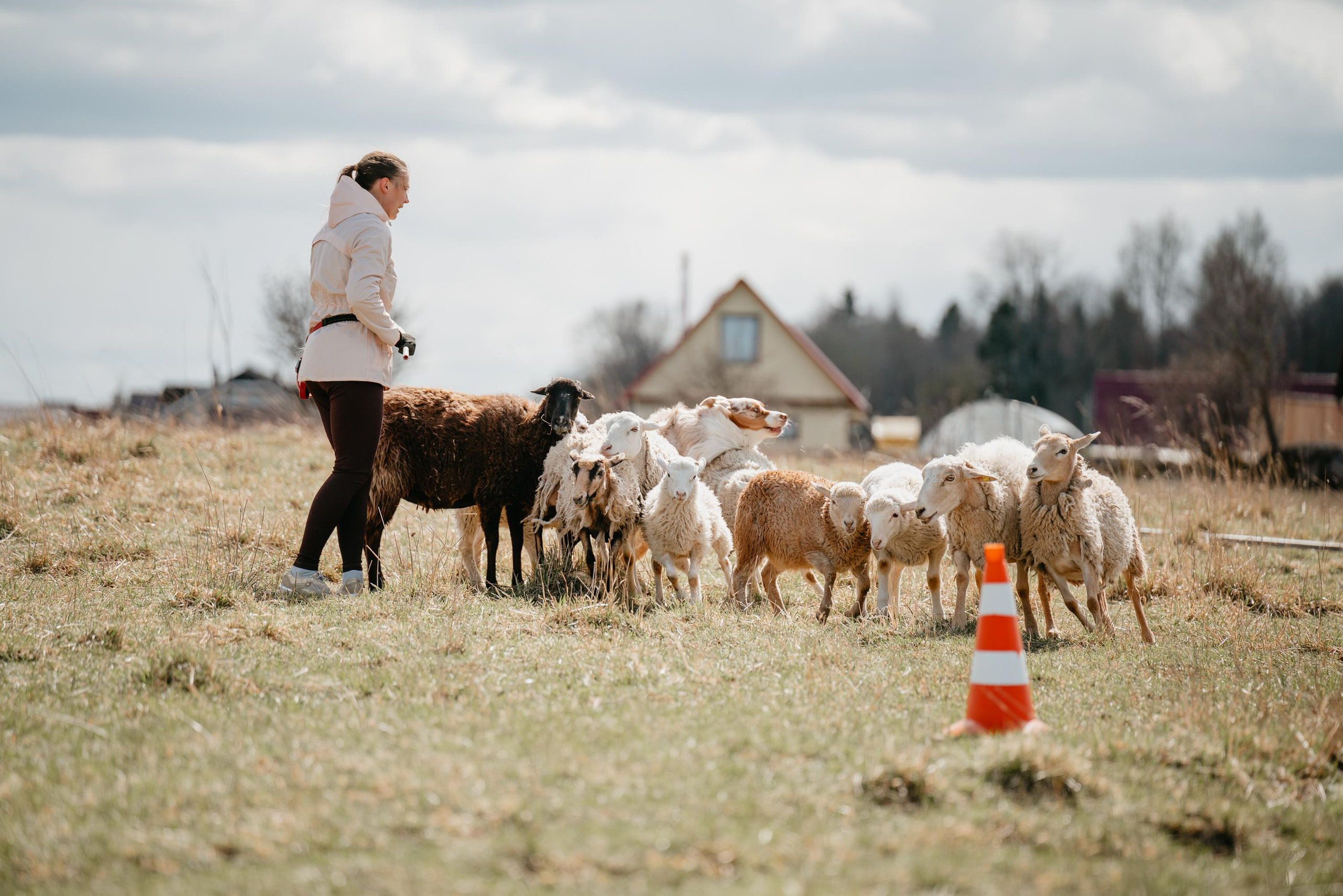 Пастушья служба. Фотограф анималист Осипчикова Мария