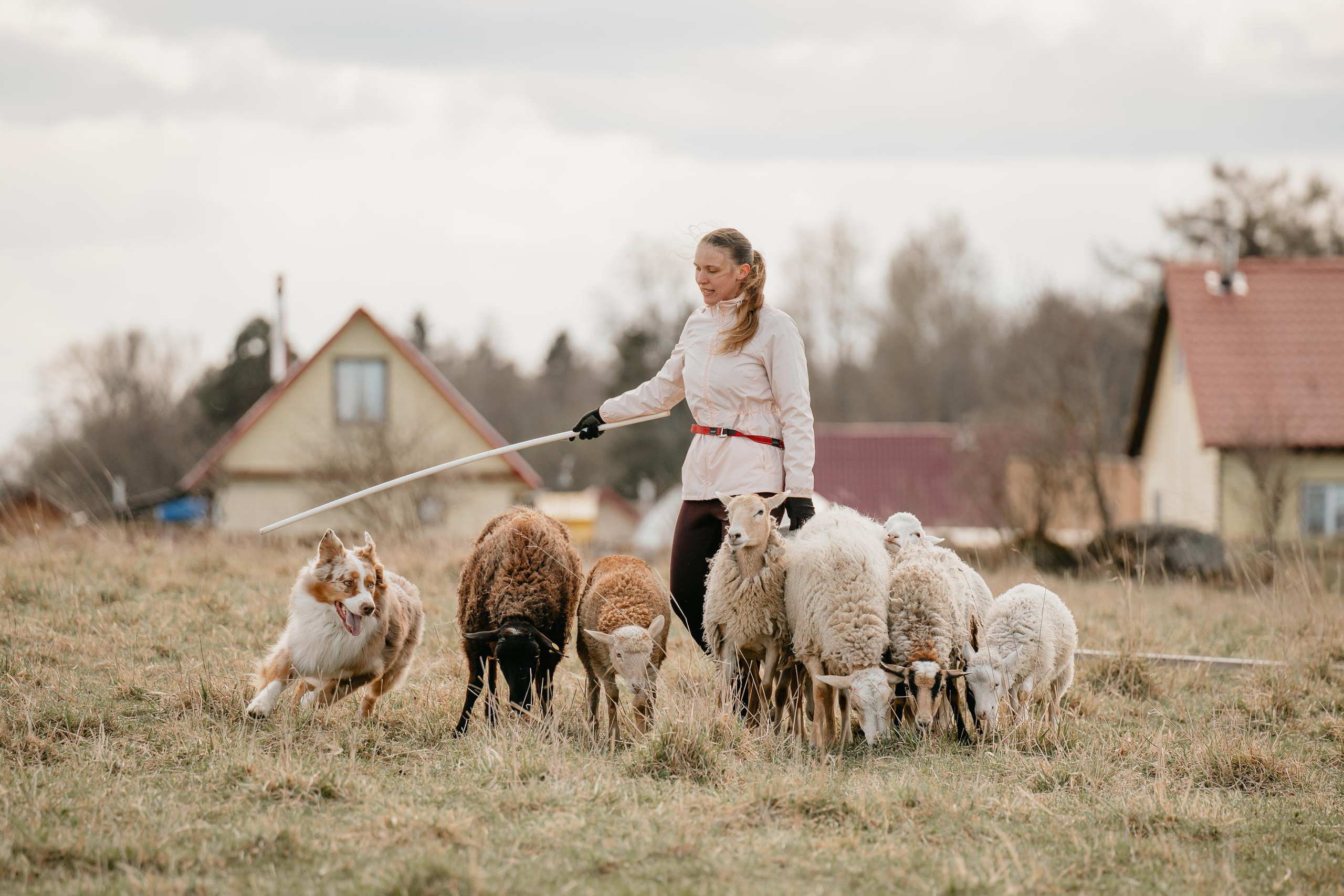Пастушья служба. Фотограф анималист Осипчикова Мария