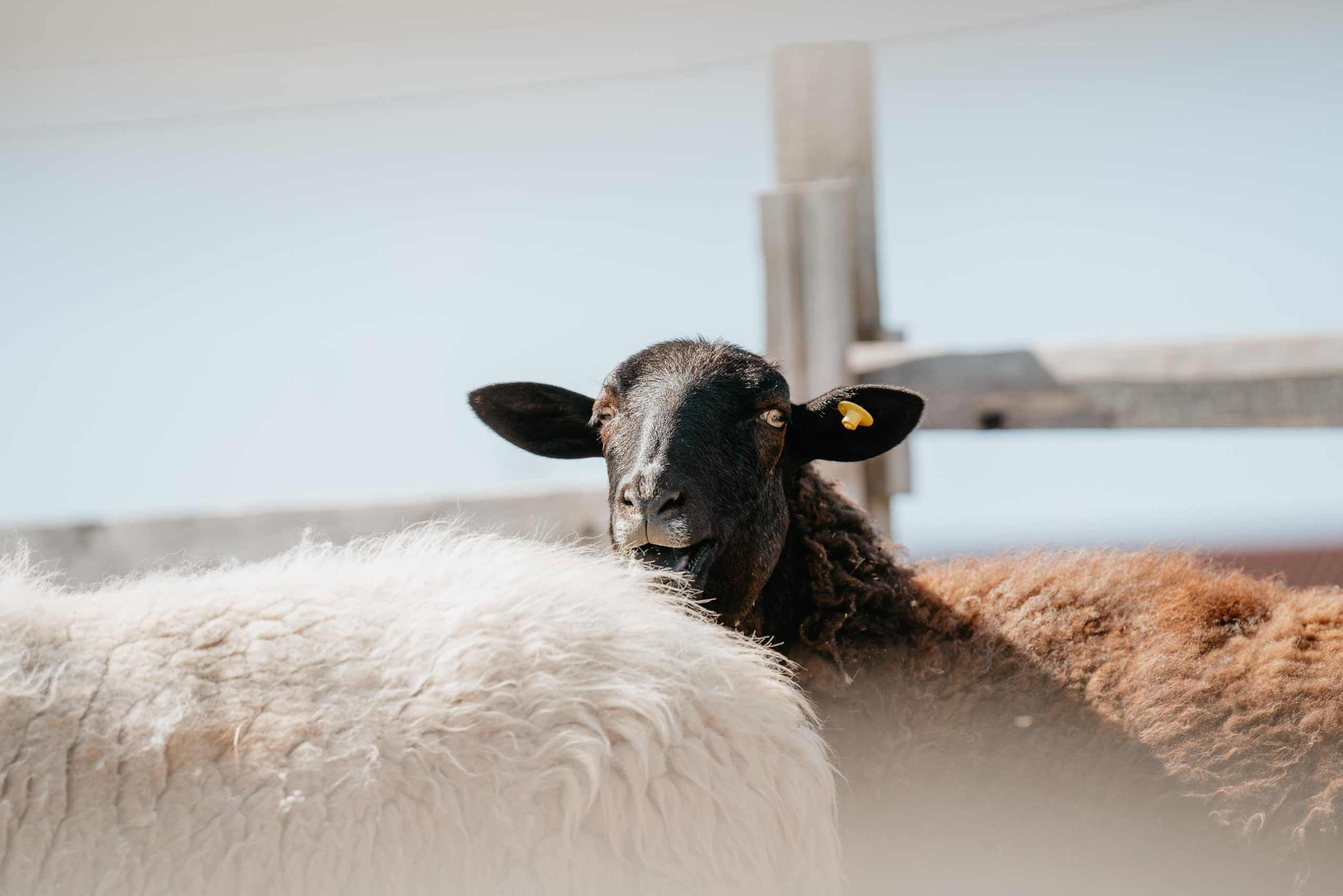 Пастушья служба. Фотограф анималист Осипчикова Мария