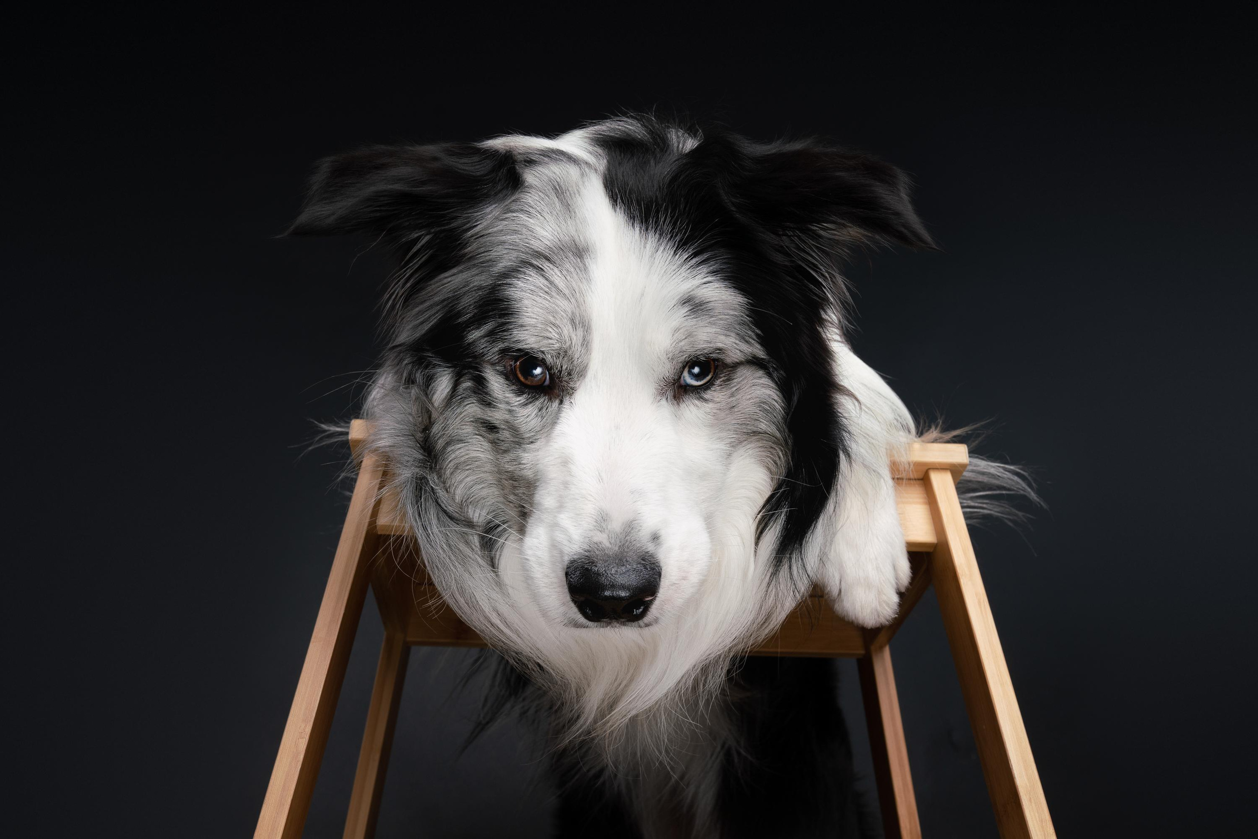 Аня и Гуччи. Фотограф анималист Осипчикова Мария