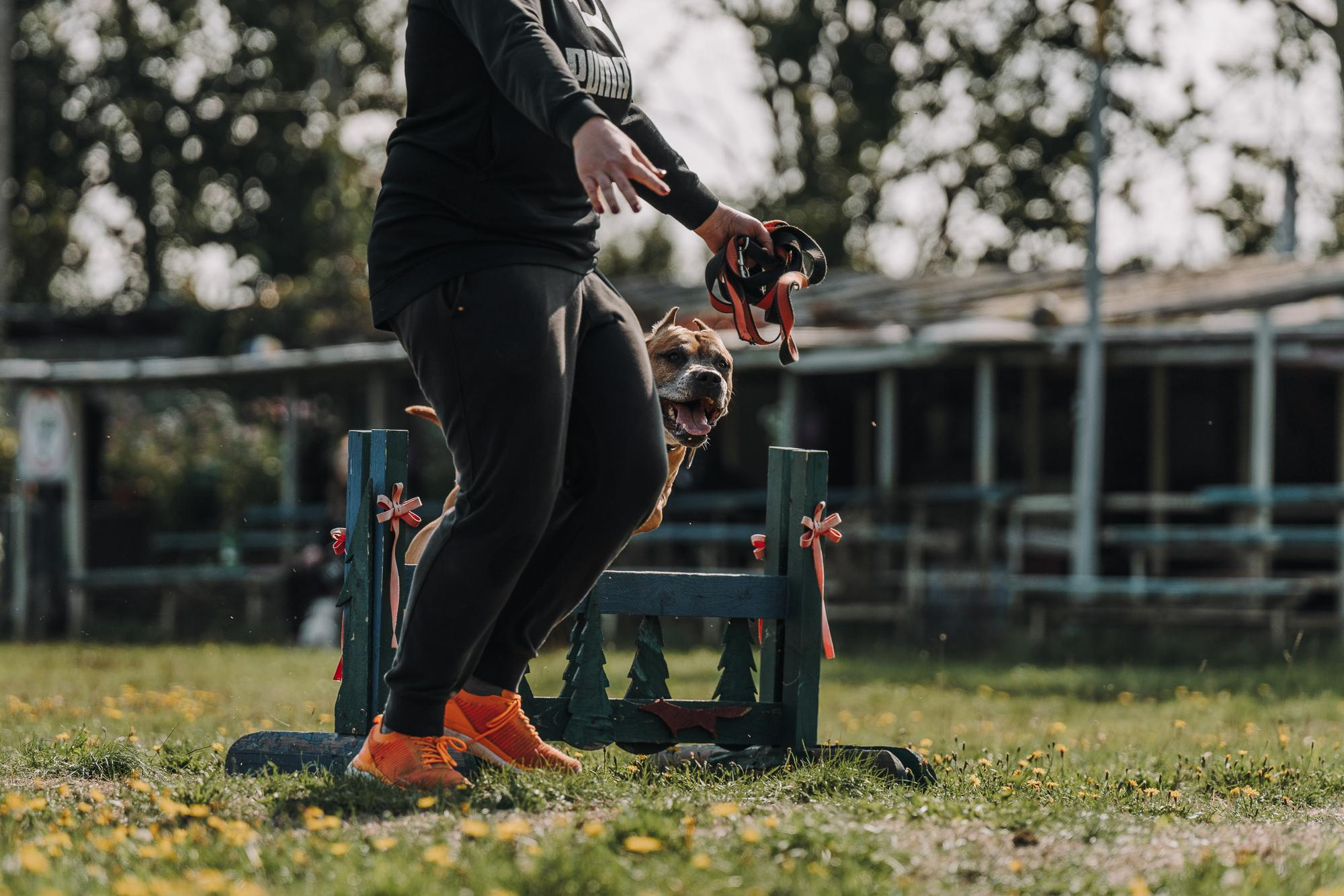 День пита и стаффа. Фотограф анималист Осипчикова Мария