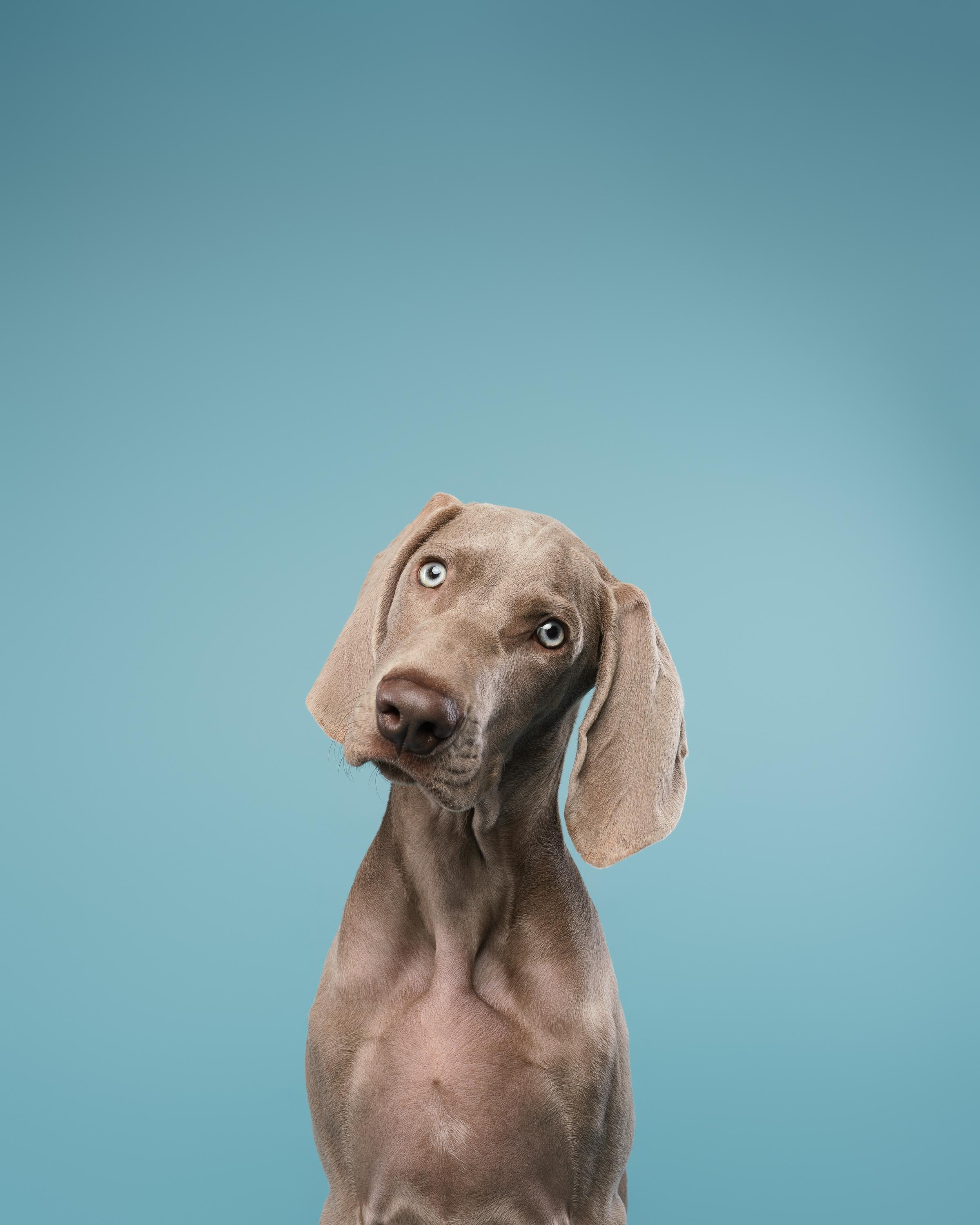 Веймаранер Эспен. Фотограф анималист Осипчикова Мария