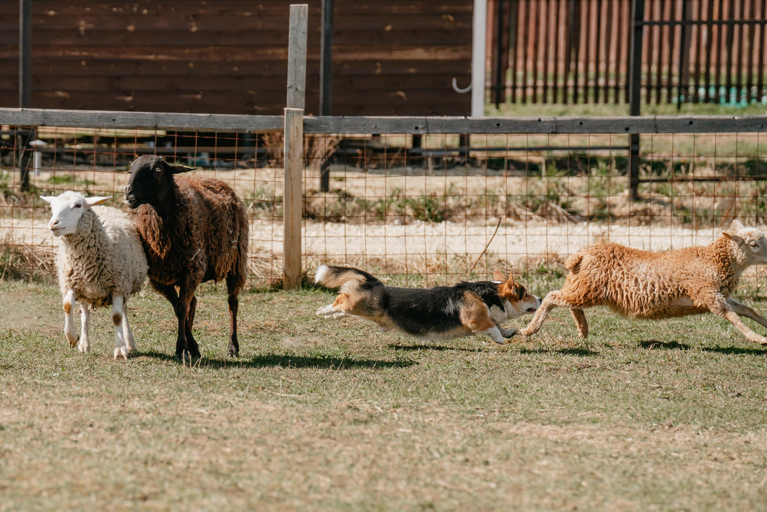 Пастушья служба. Фотограф анималист Осипчикова Мария