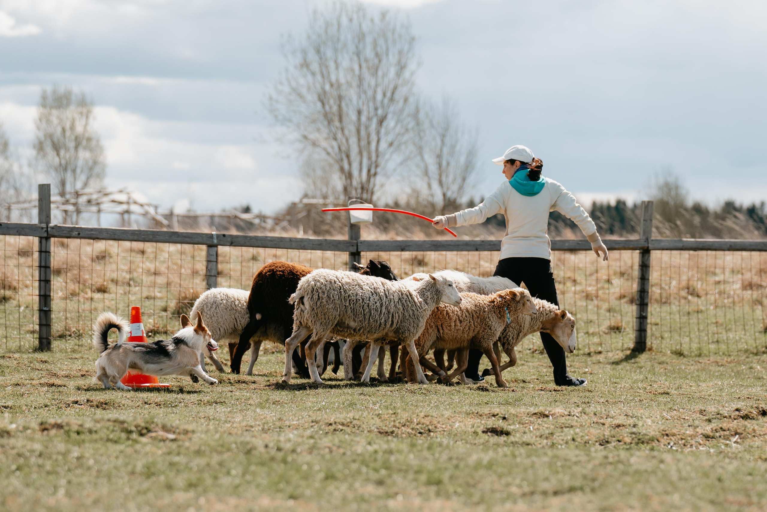 Пастушья служба. Фотограф анималист Осипчикова Мария