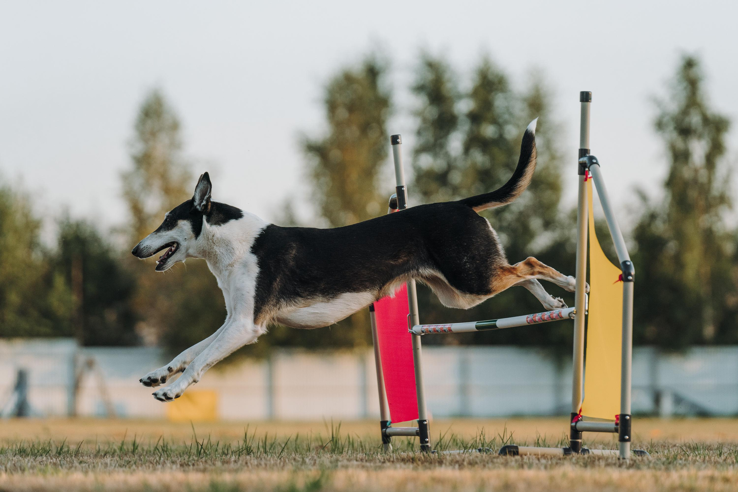 Фрисби игры UpDog. Фотограф анималист Осипчикова Мария