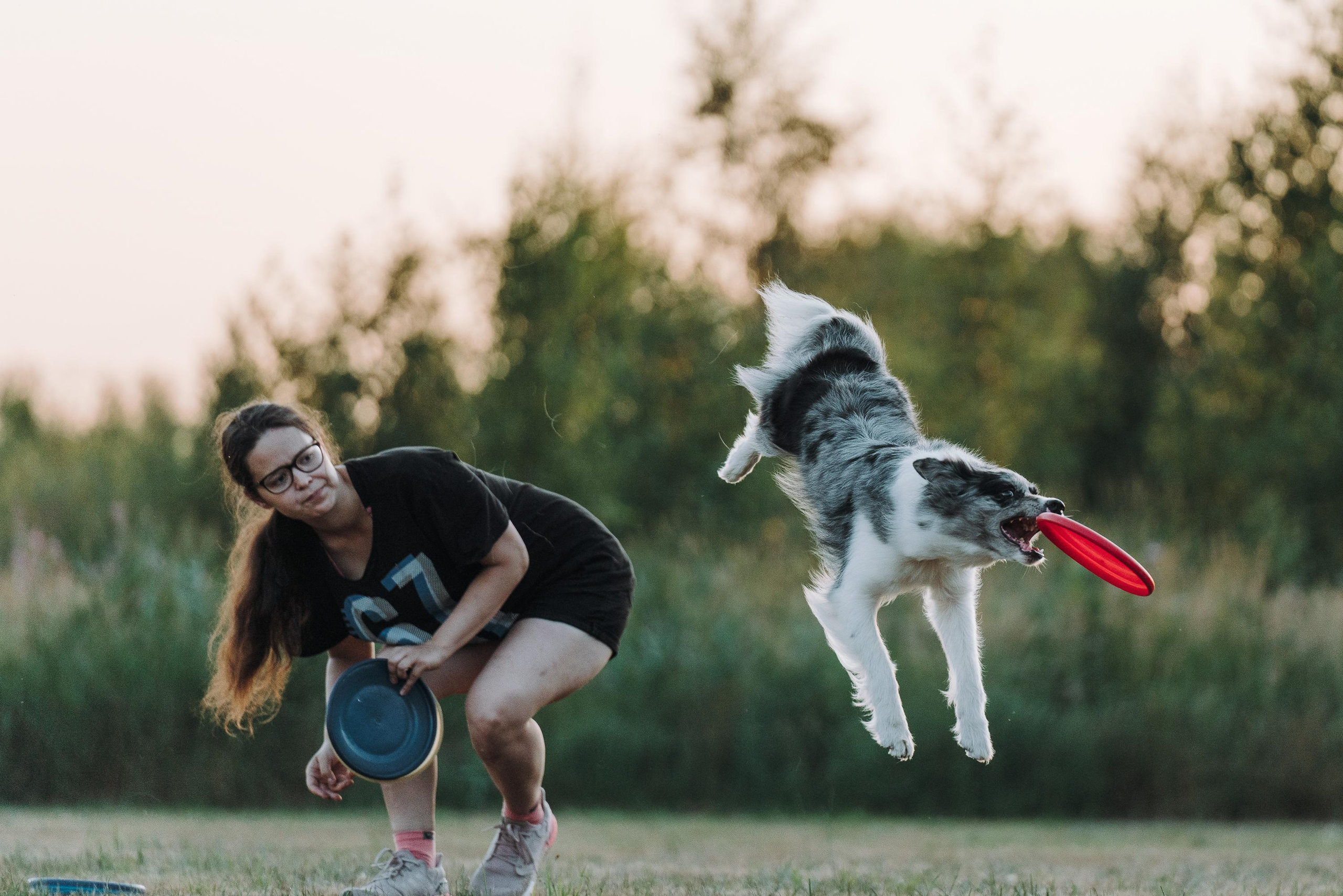 Фрисби игры UpDog. Фотограф анималист Осипчикова Мария