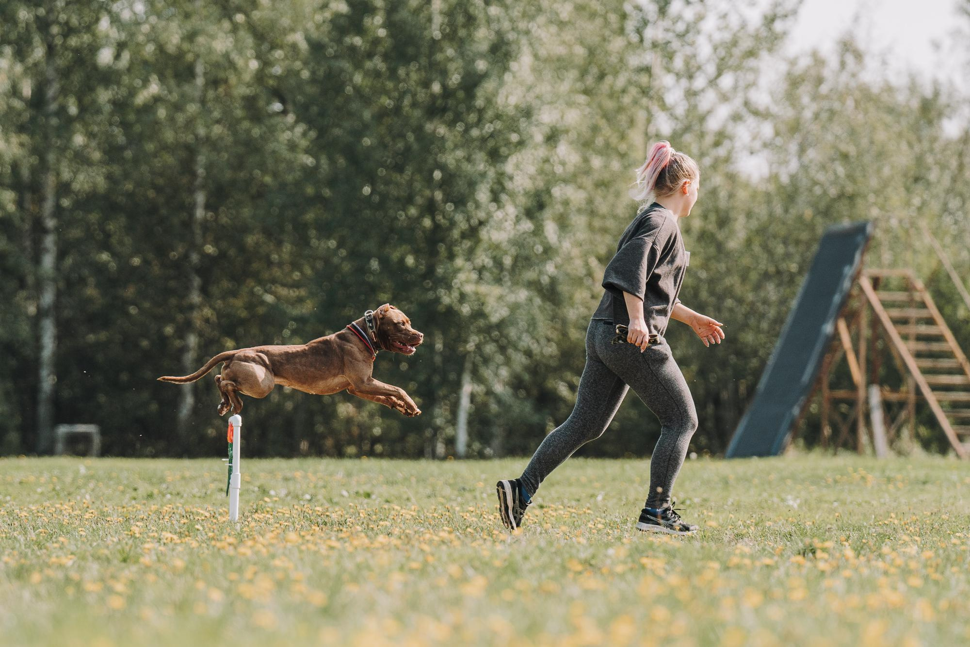 День пита и стаффа. Фотограф анималист Осипчикова Мария