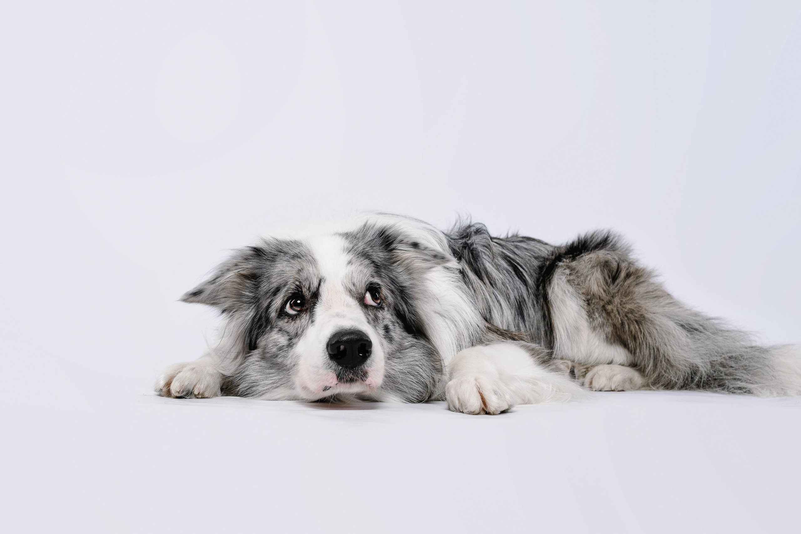 Юля и Ньютон. Фотограф анималист Осипчикова Мария