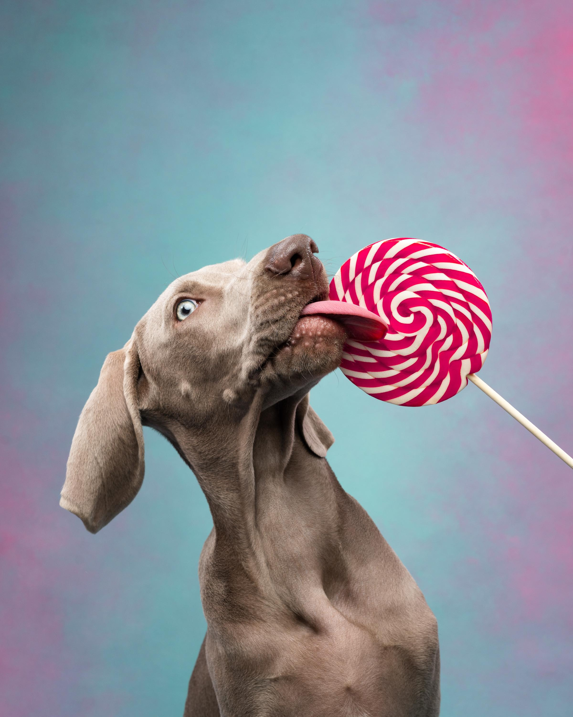 Веймаранер Эспен. Фотограф анималист Осипчикова Мария