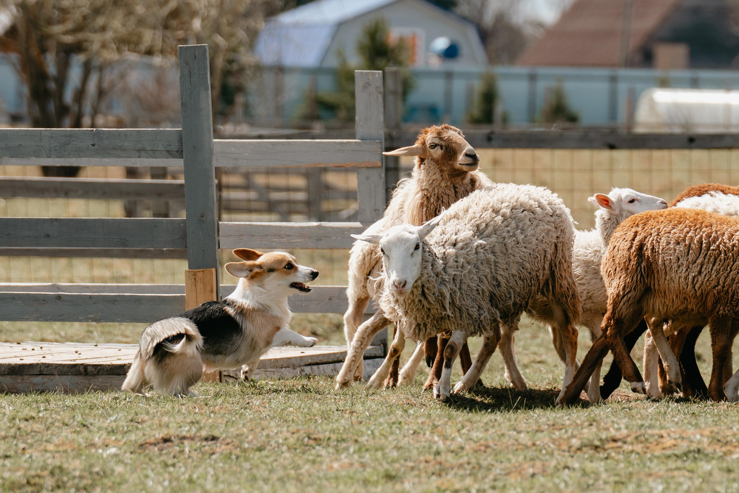 Пастушья служба. Фотограф анималист Осипчикова Мария