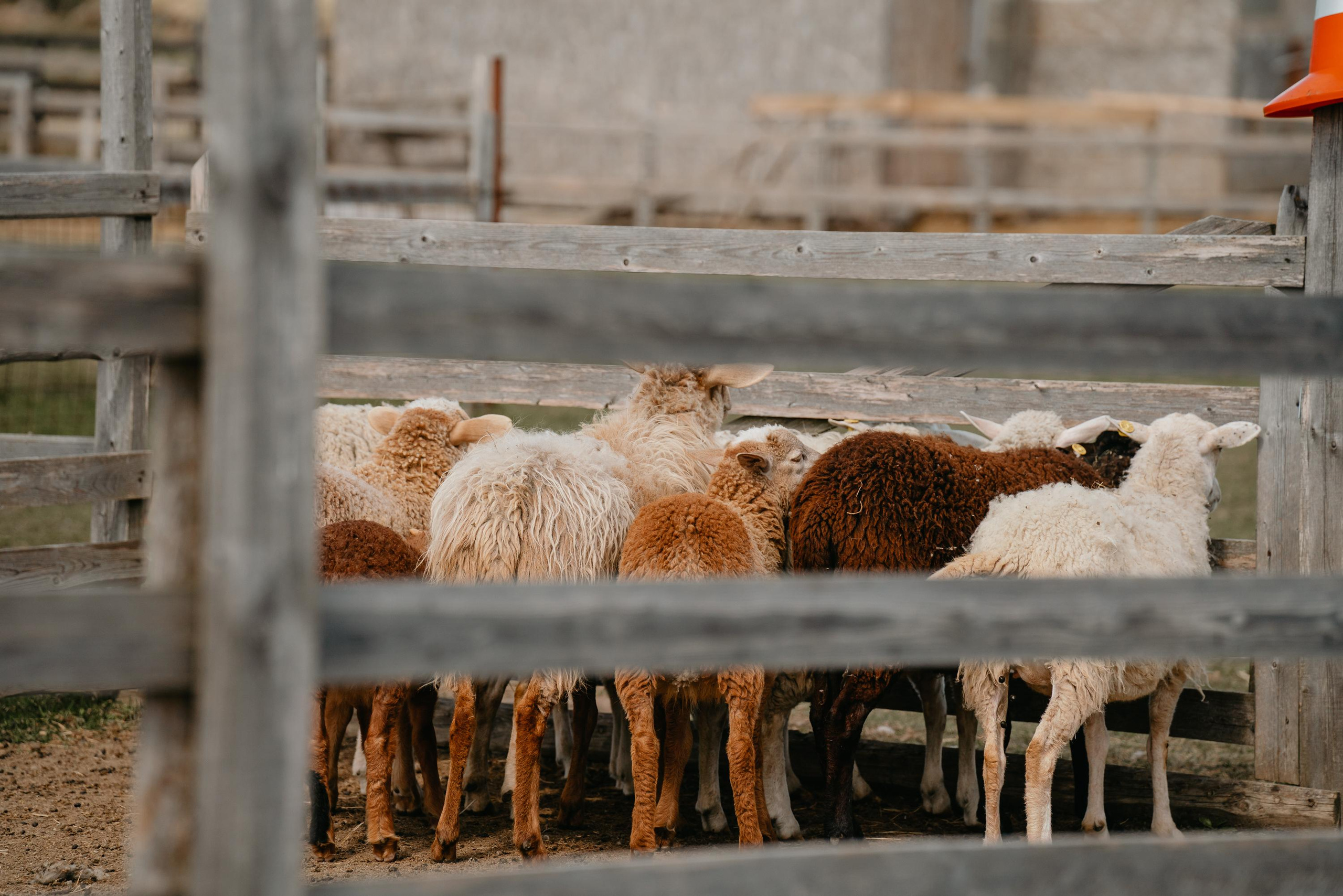 Пастушья служба. Фотограф анималист Осипчикова Мария