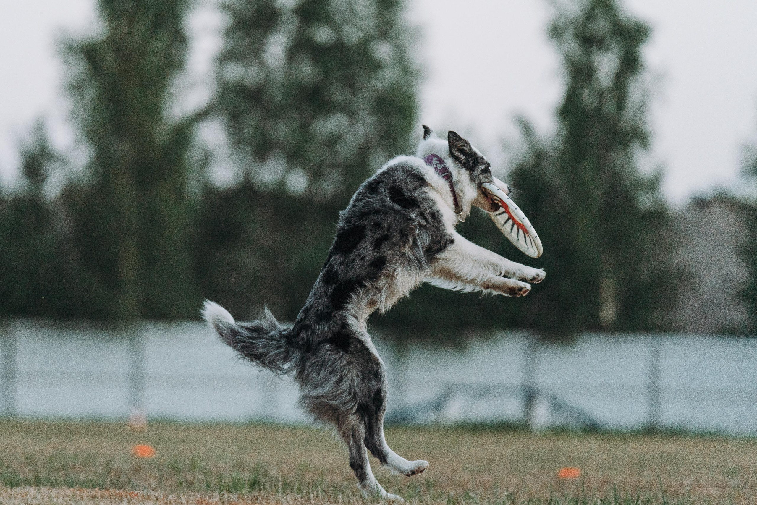 Фрисби игры UpDog. Фотограф анималист Осипчикова Мария