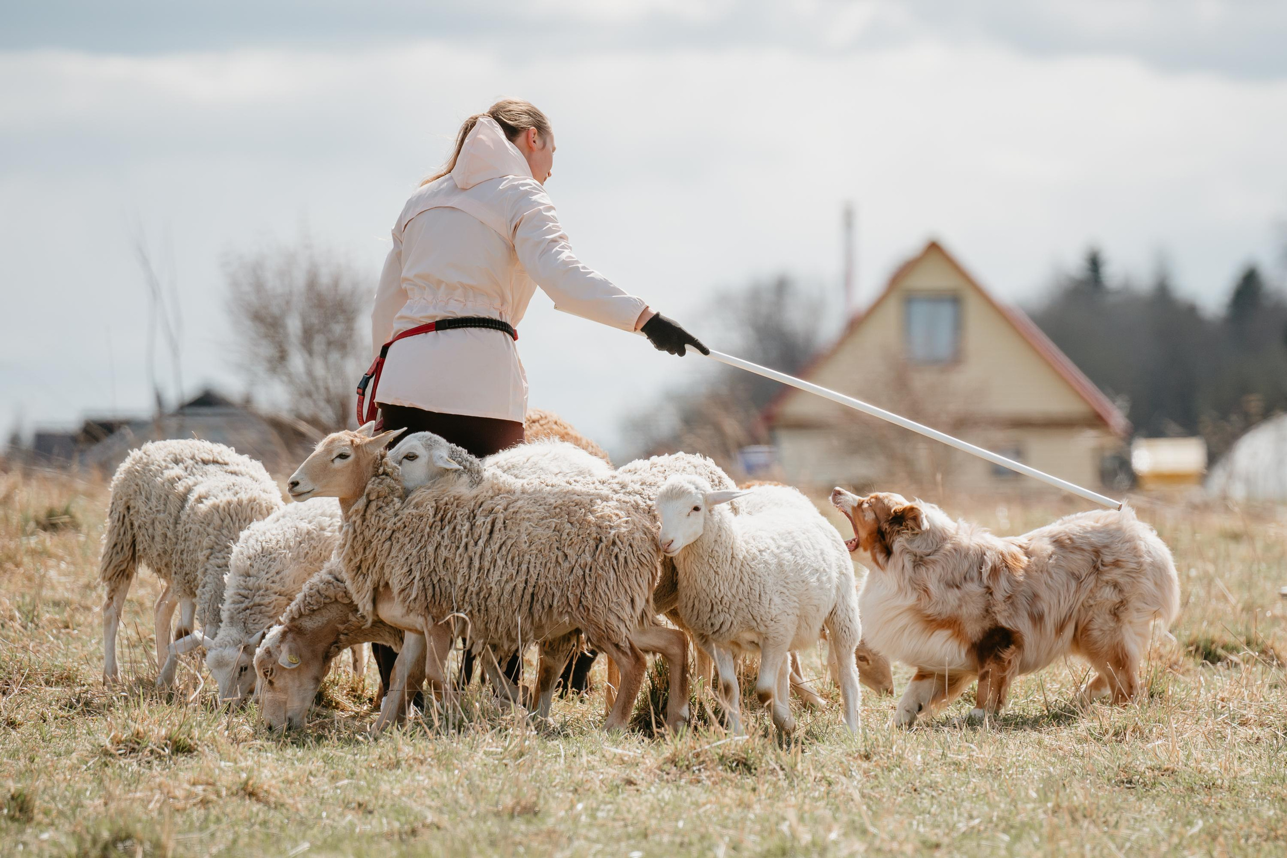 Пастушья служба. Фотограф анималист Осипчикова Мария