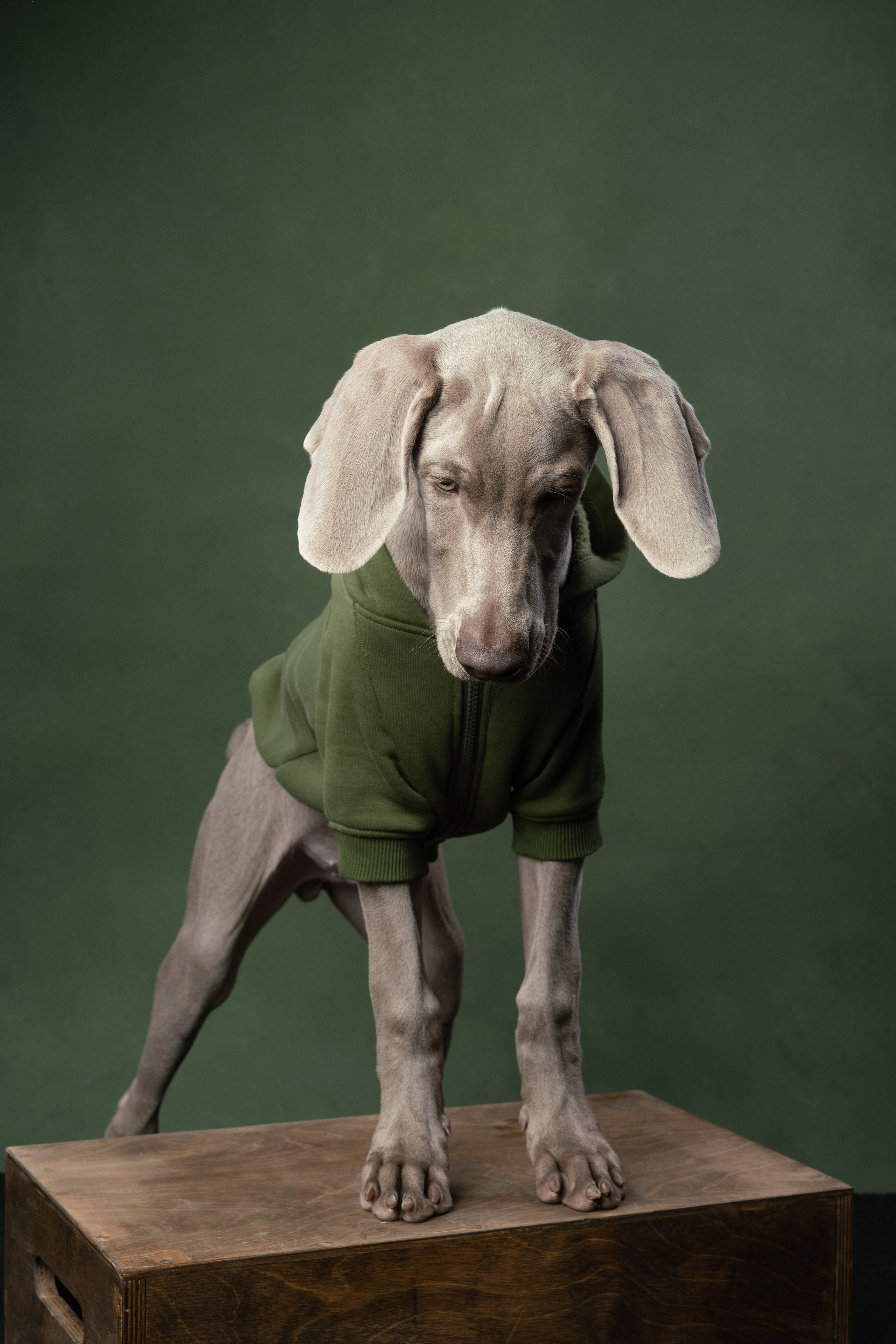 Веймаранер Элай. Фотограф анималист Осипчикова Мария