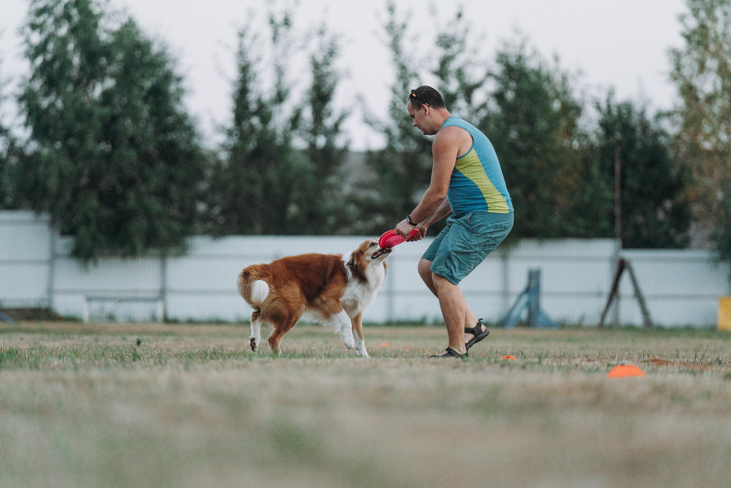 Фрисби игры UpDog. Фотограф анималист Осипчикова Мария