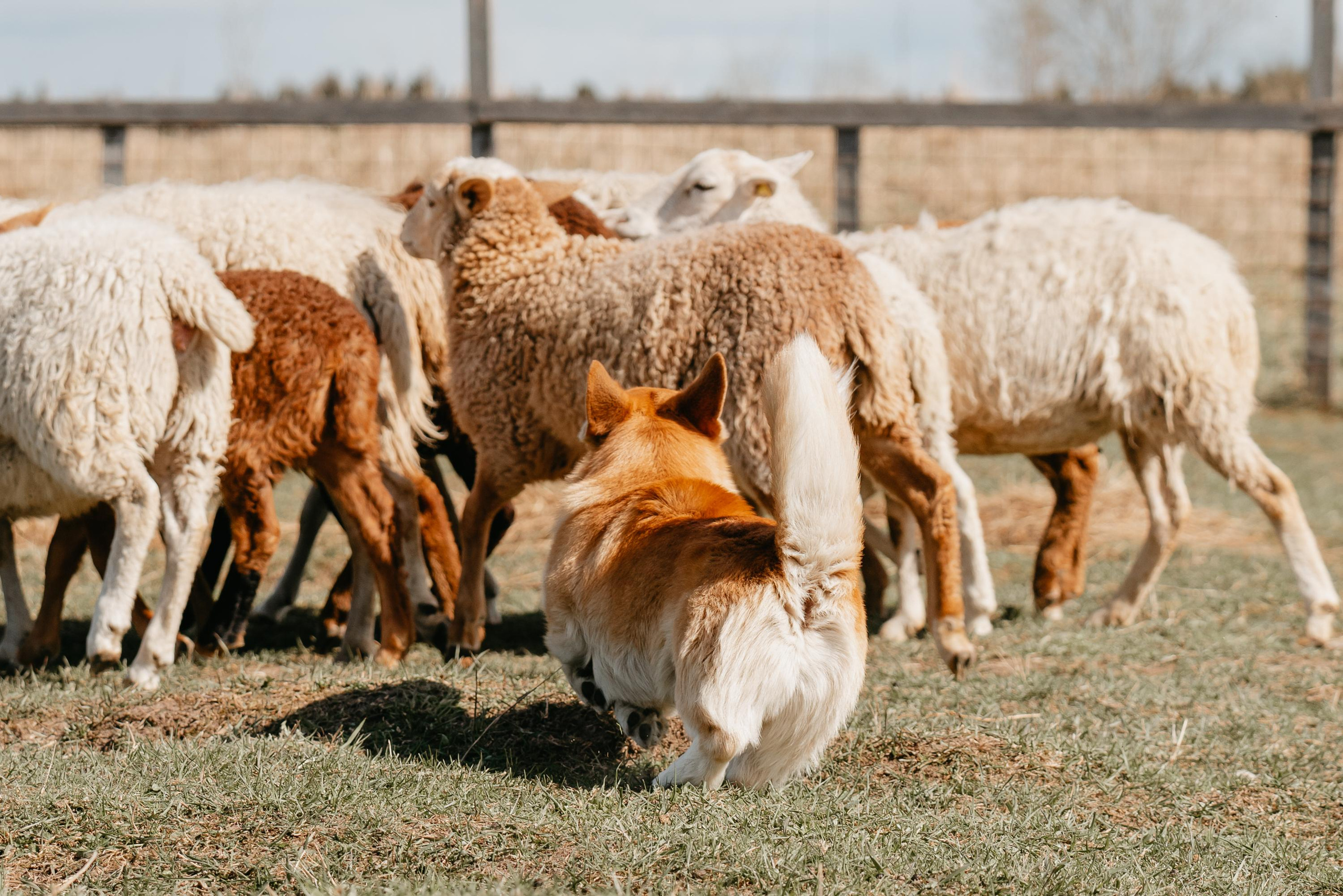 Пастушья служба. Фотограф анималист Осипчикова Мария