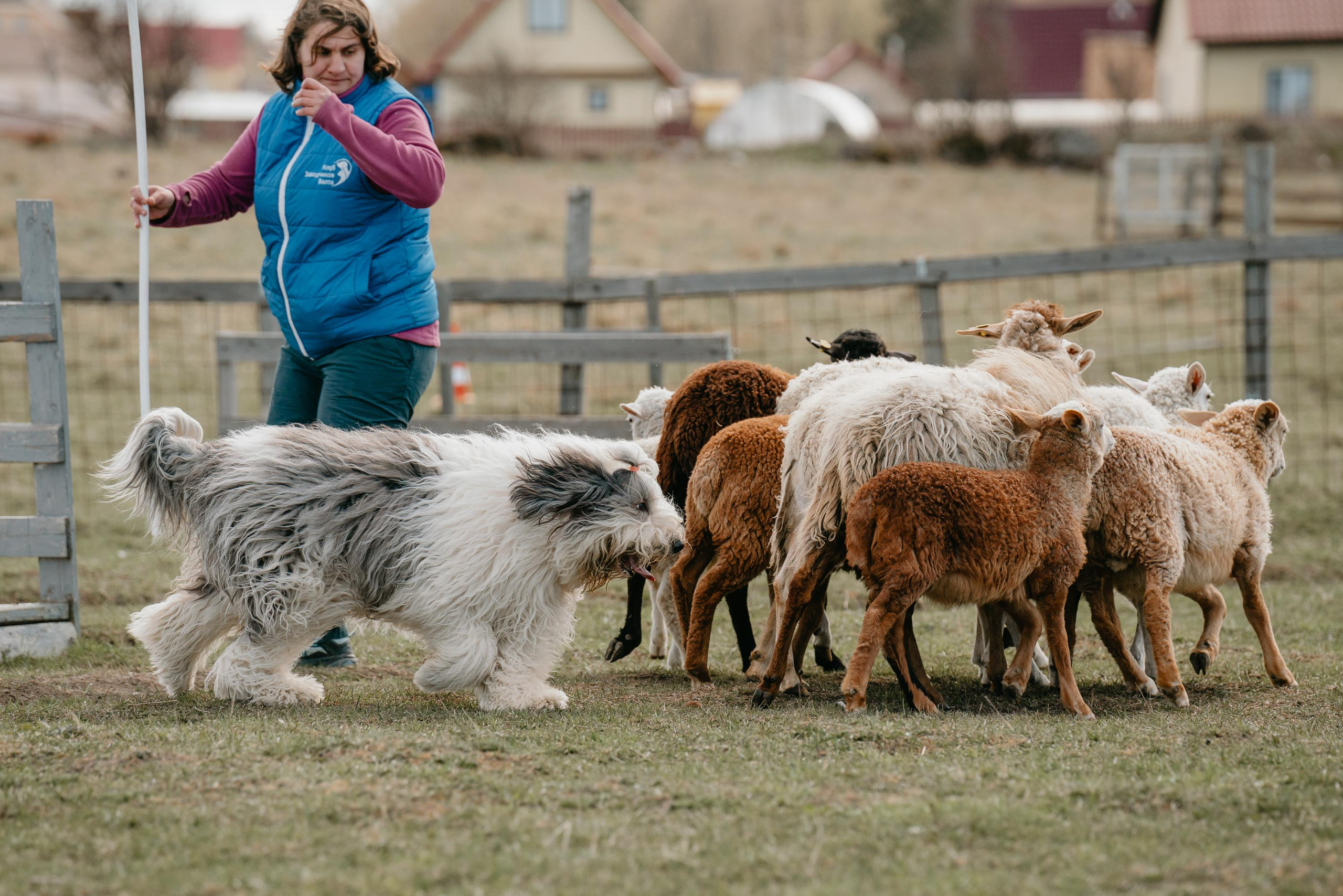 Пастушья служба. Фотограф анималист Осипчикова Мария