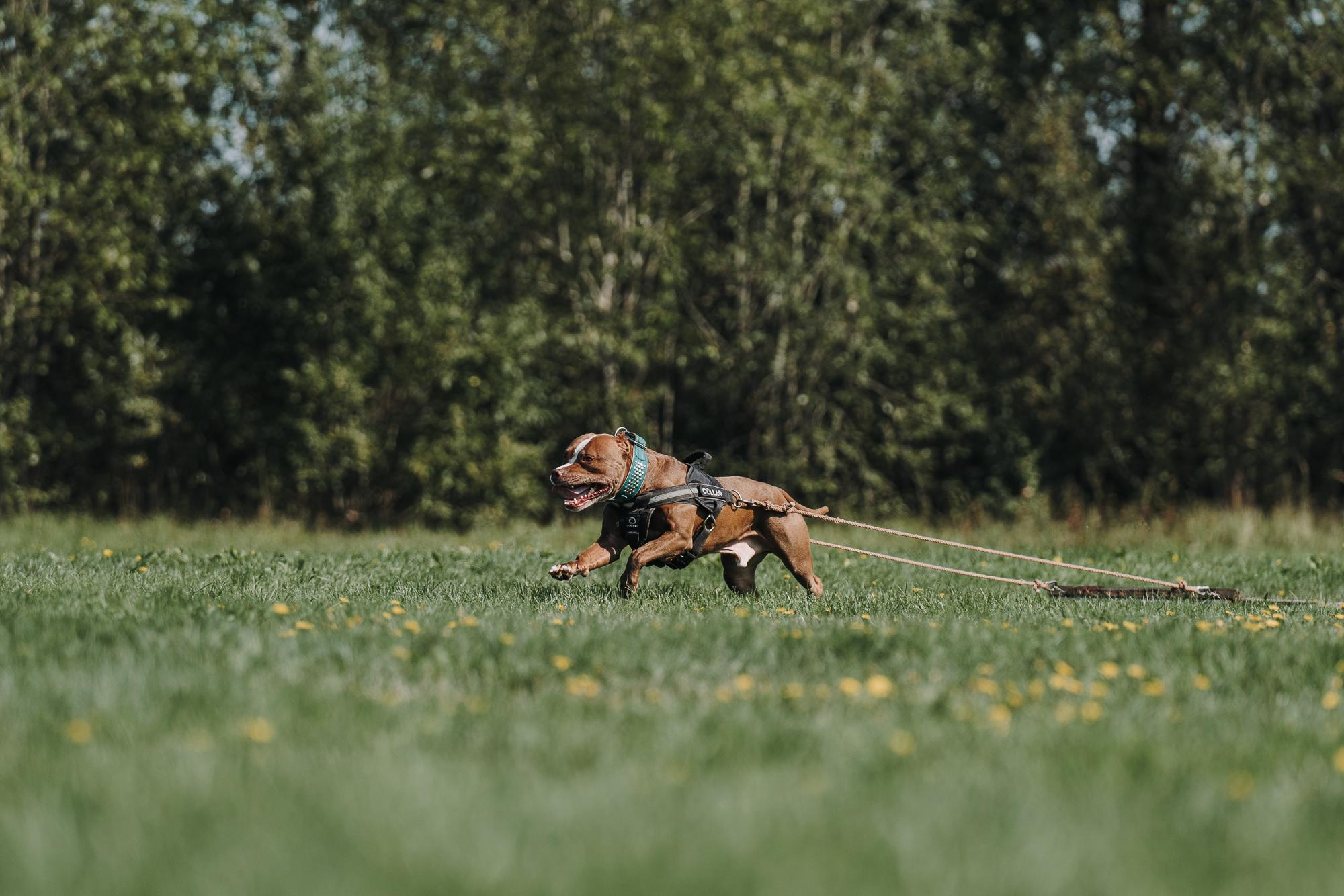 День пита и стаффа. Фотограф анималист Осипчикова Мария