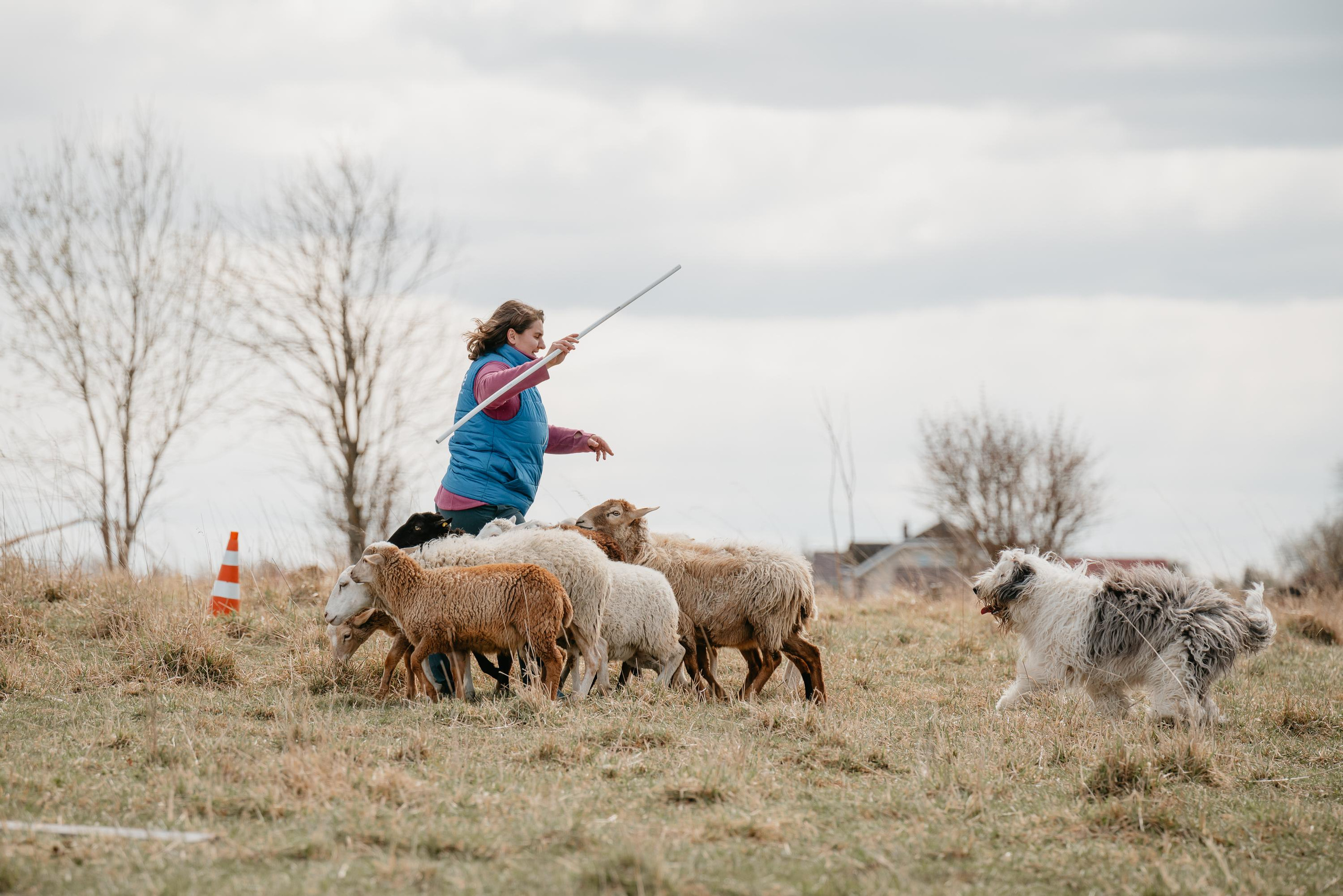 Пастушья служба. Фотограф анималист Осипчикова Мария