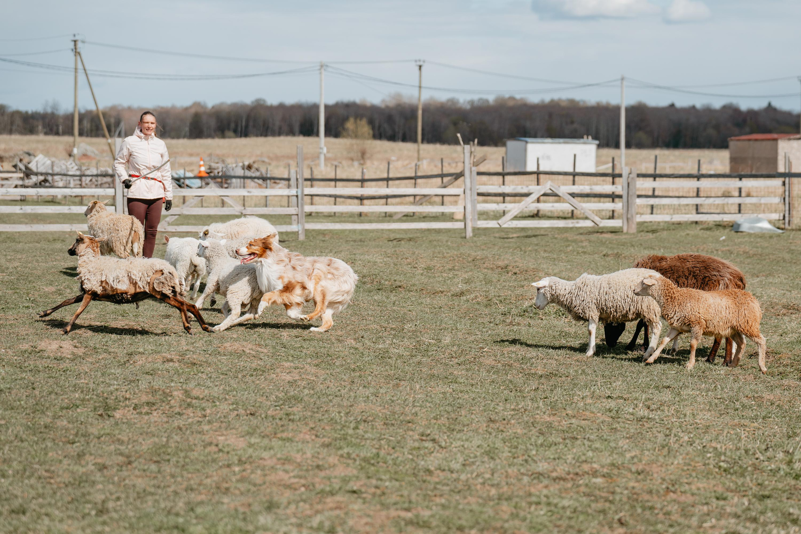 Пастушья служба. Фотограф анималист Осипчикова Мария