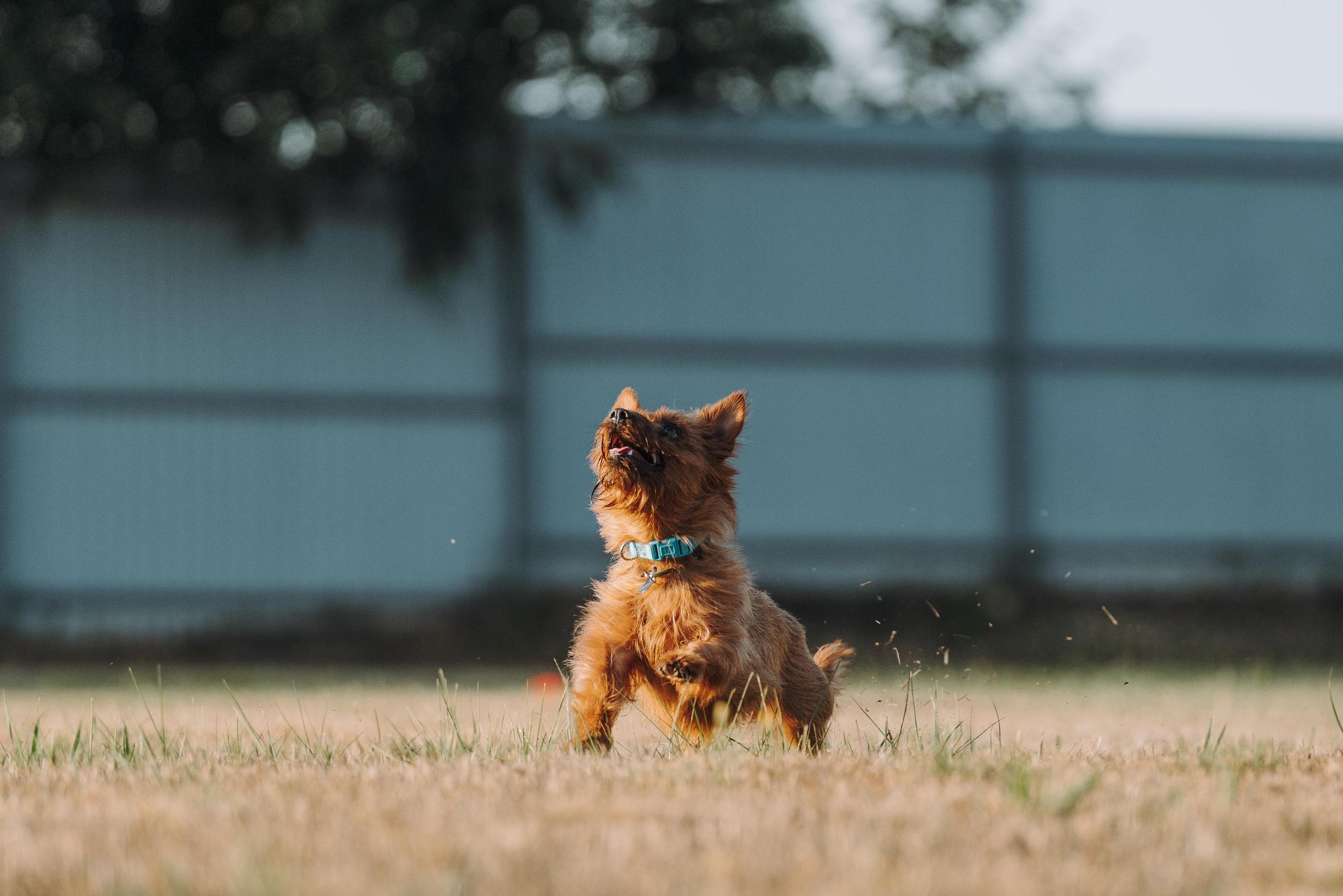 Фрисби игры UpDog. Фотограф анималист Осипчикова Мария