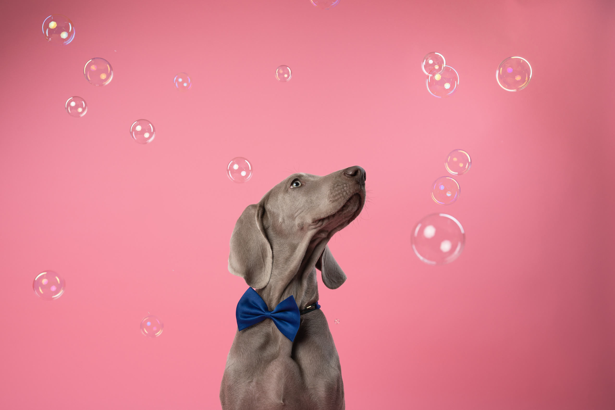 Веймаранер Элай. Фотограф анималист Осипчикова Мария